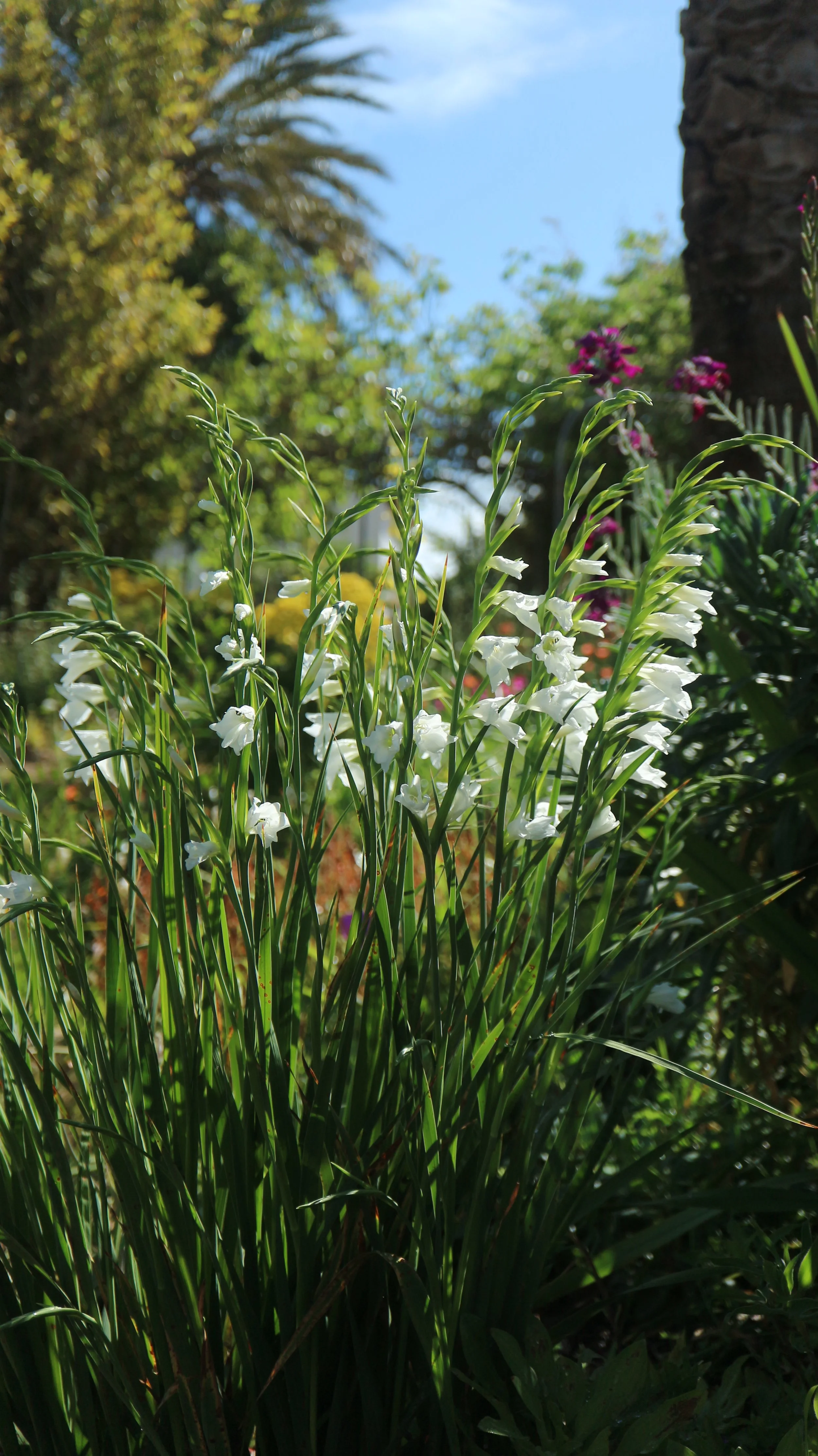 Gladiolus communis f. alba (ex Mallorca) / Iridaceae / Mediterranean Region