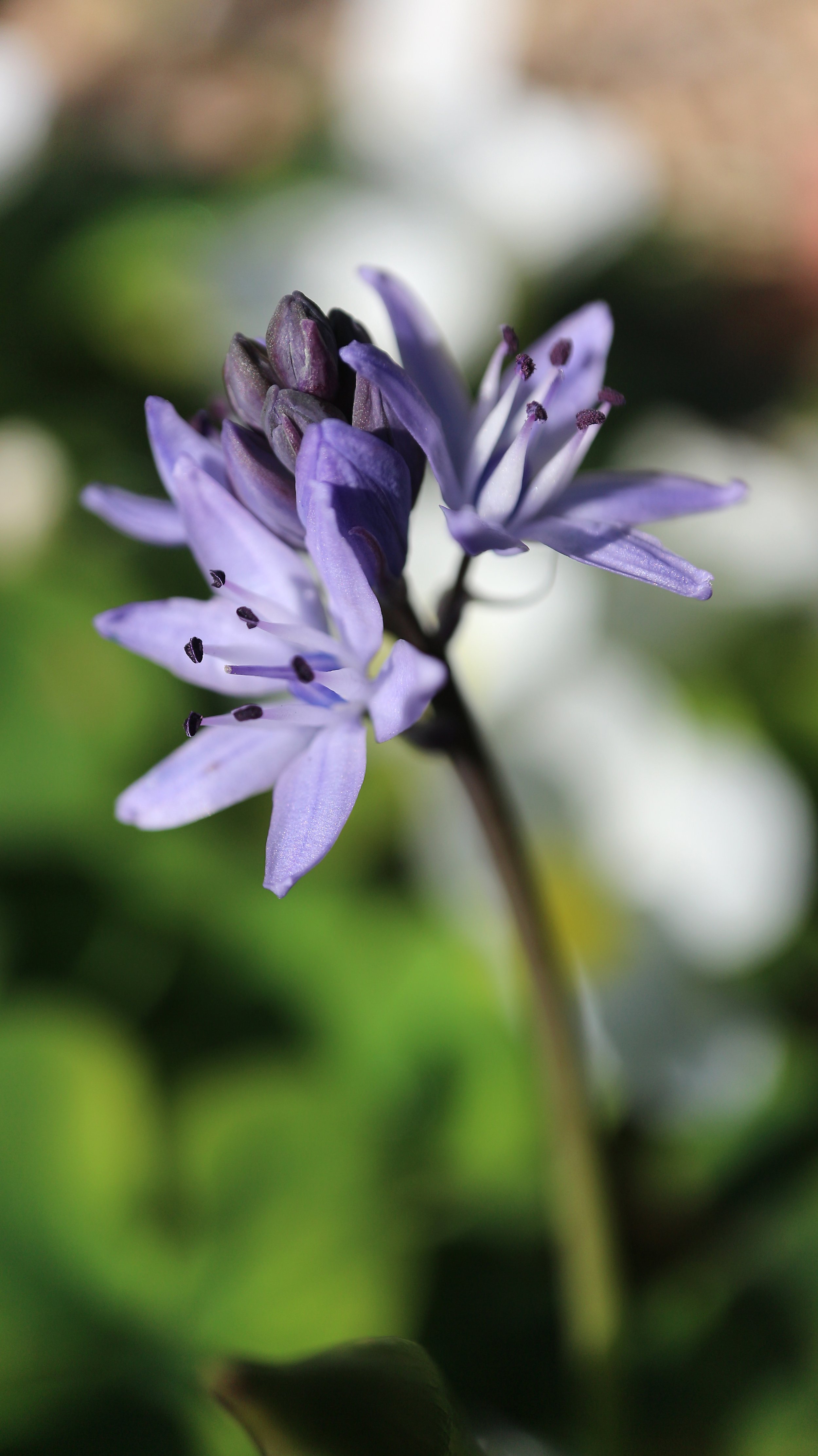 Scilla monophylos / Scilloideae / Iberian Peninsula, N Morocco