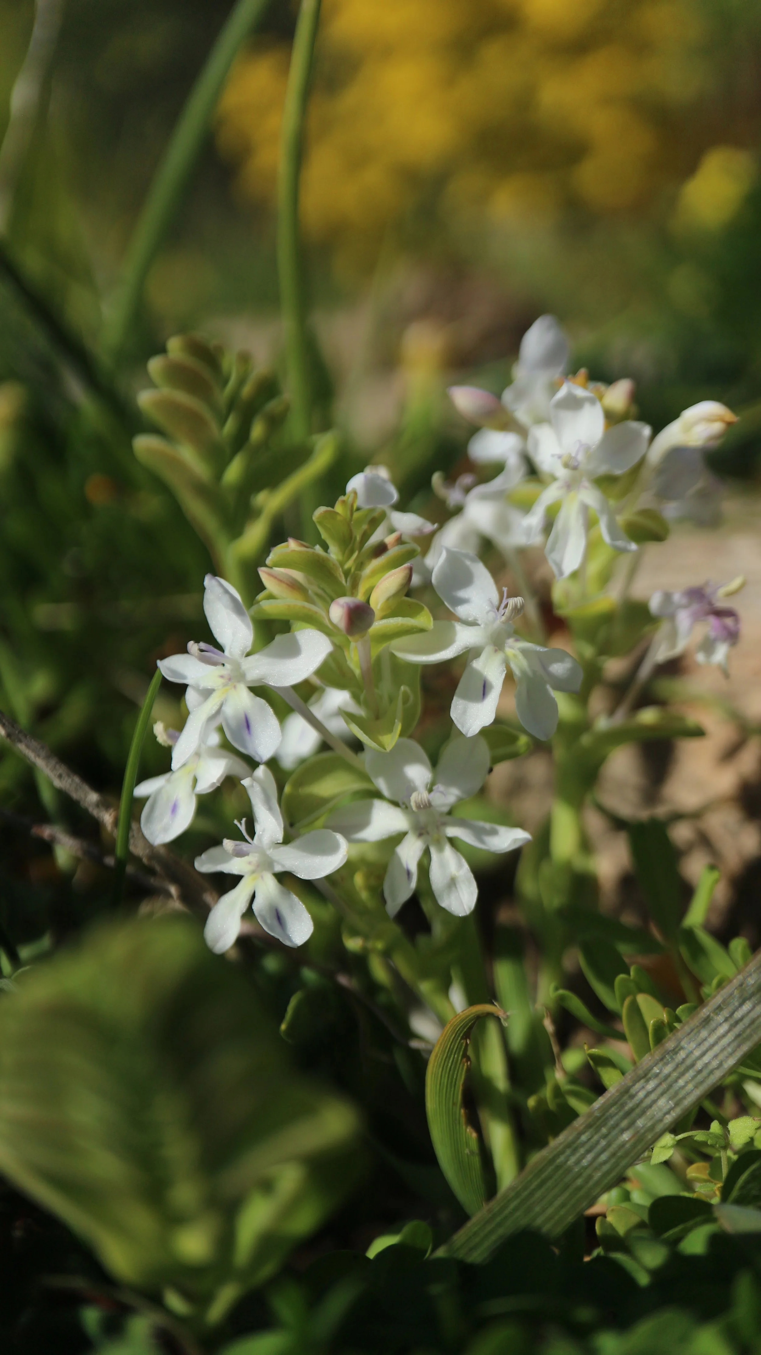 Lapeirousia pyramidalis / Iridaceae / W Cape, South Africa