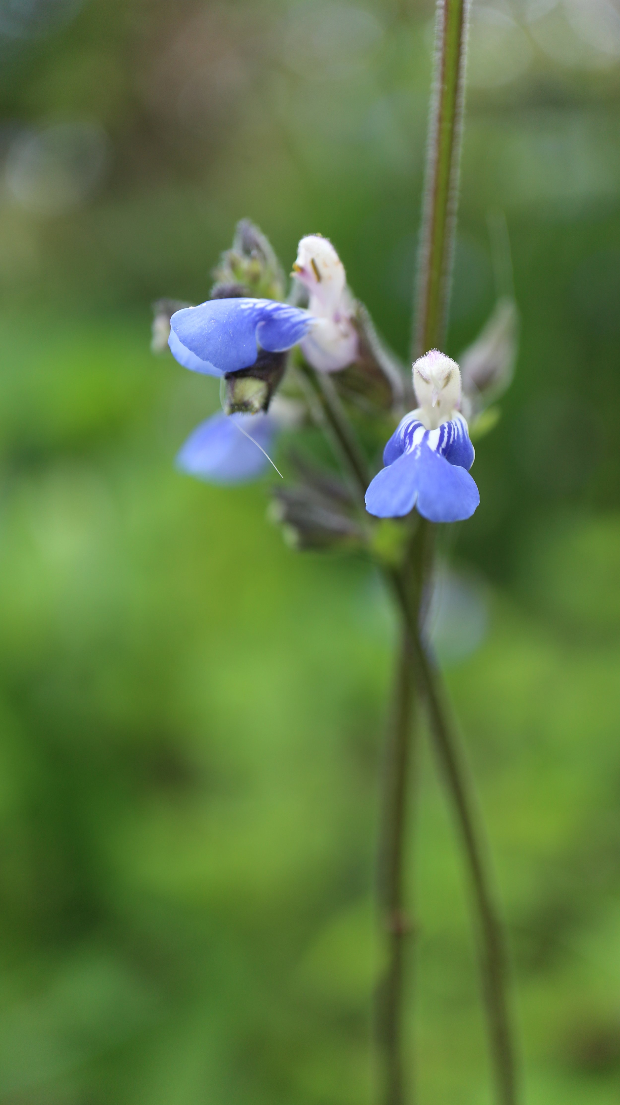Salvia procurrens / Lamiaceae / Argentina, Uruguay, Brazil