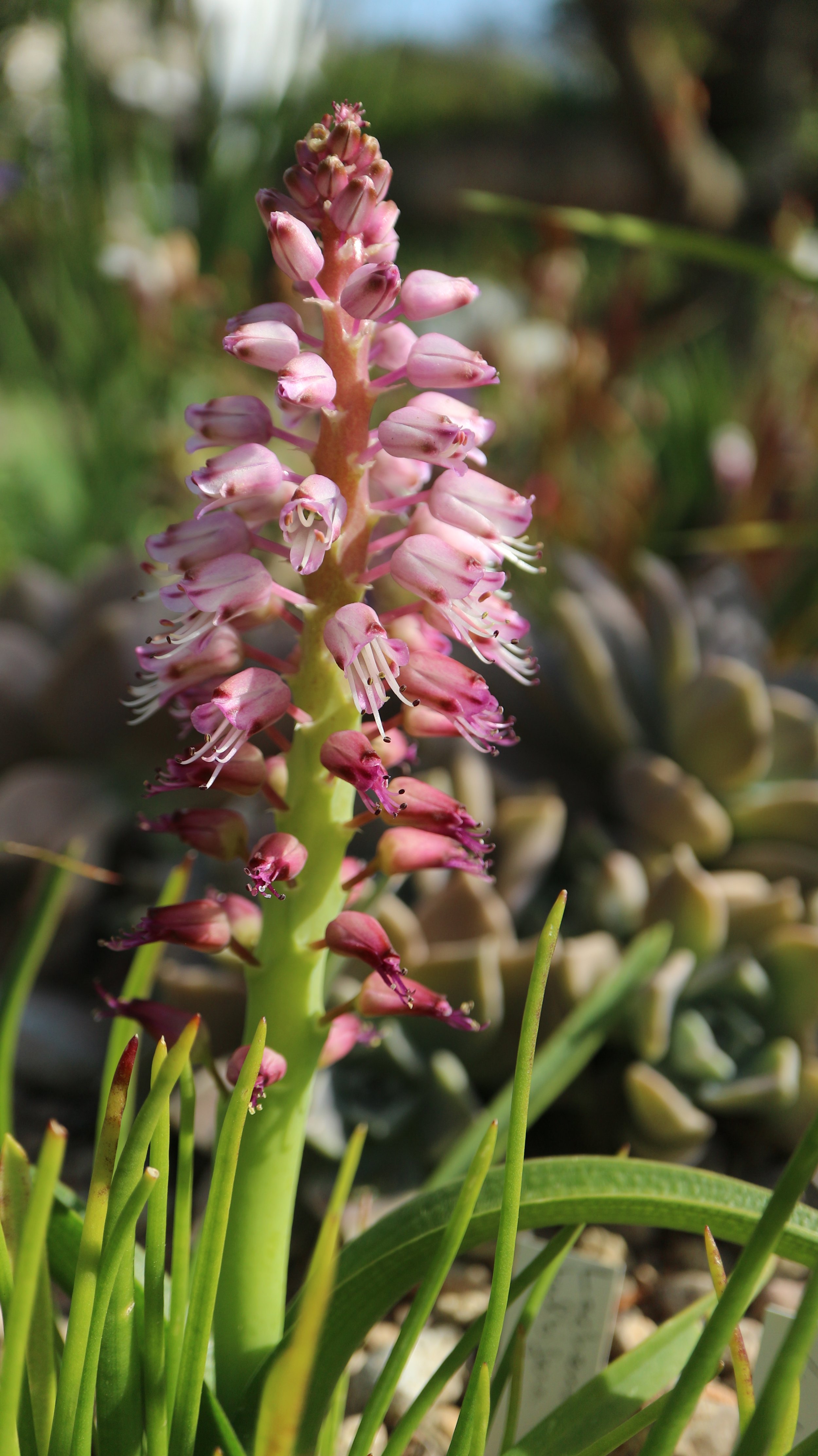 Lachenalia purpureo-coerulea / Scilloideae / SW Cape, South Africa
