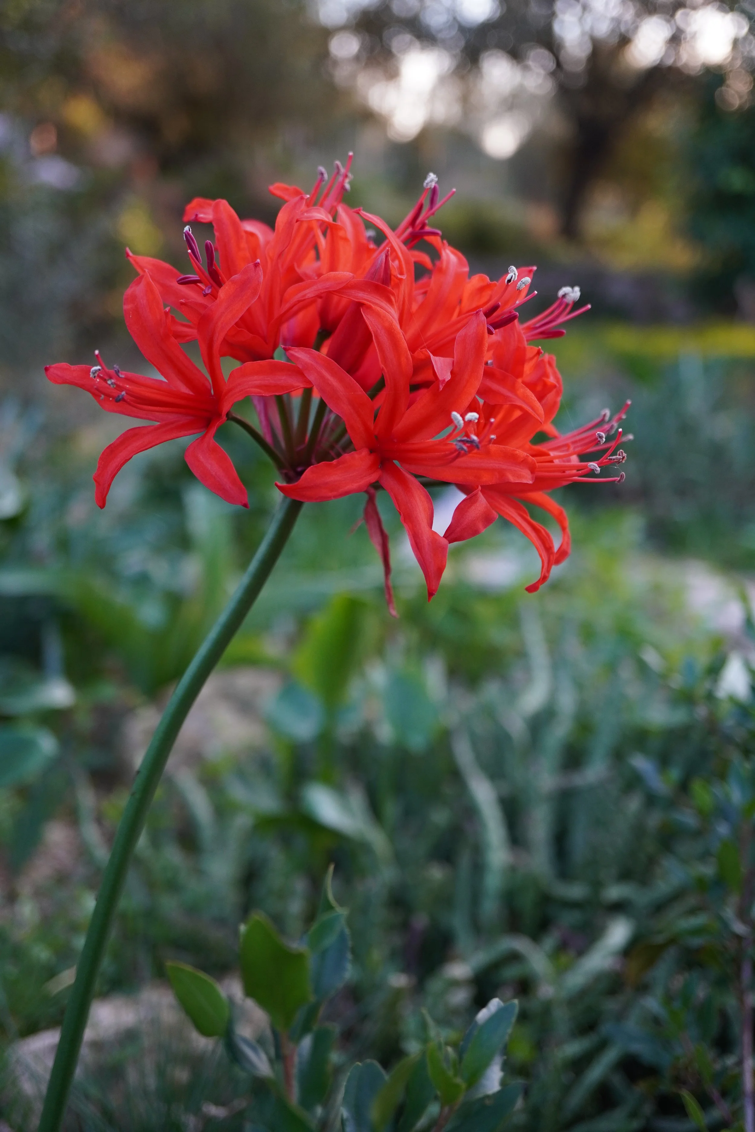 Nerine sarniensis 'Red' / Amaryllidaceae / SW Cape, South Africa