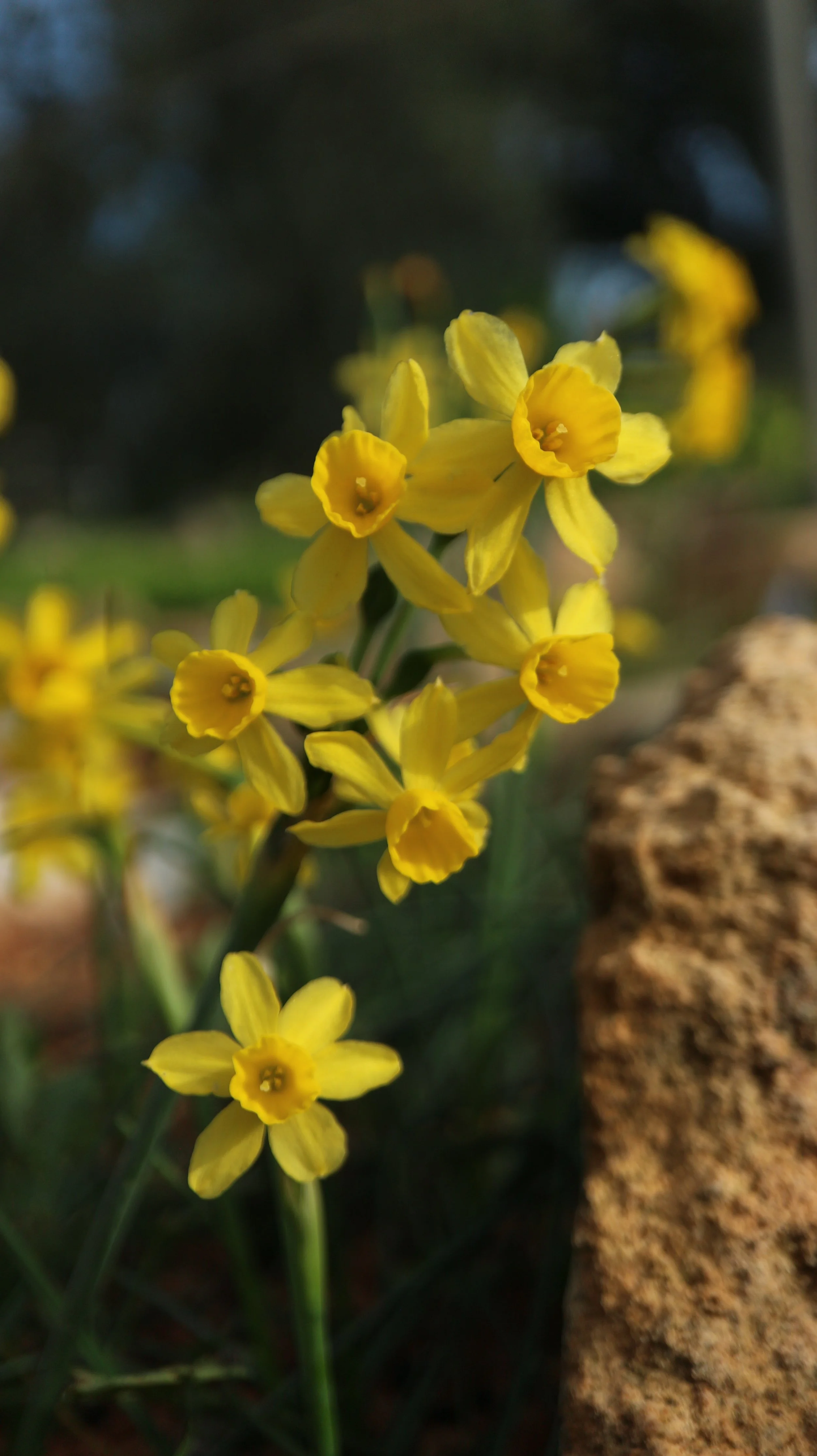 Narcissus fernandesii (ex Málaga) / Amaryllidaceae / Iberian Peninsula