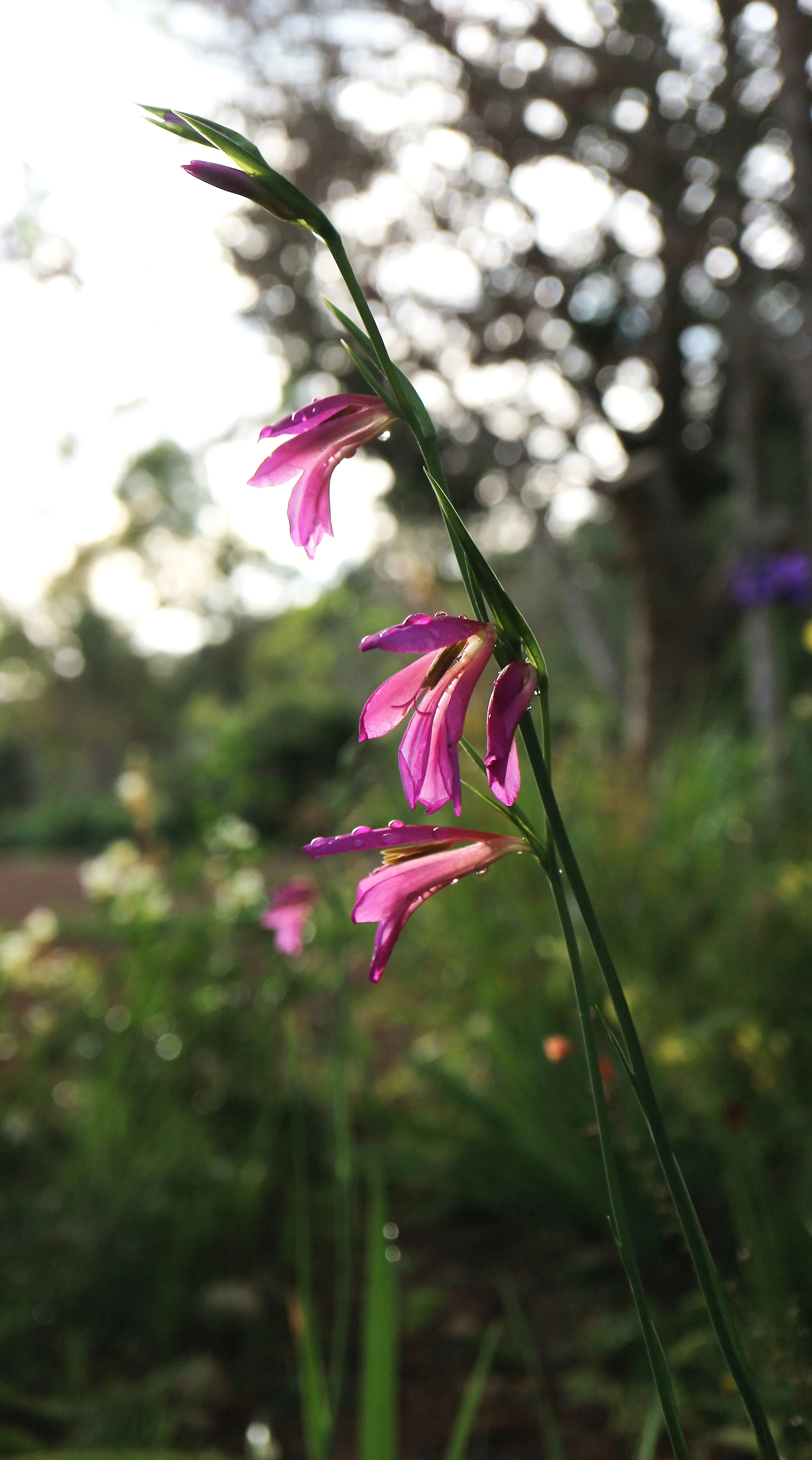 Gladiolus italicus (ex Mallorca) / Iridaceae / Mediterranean Region