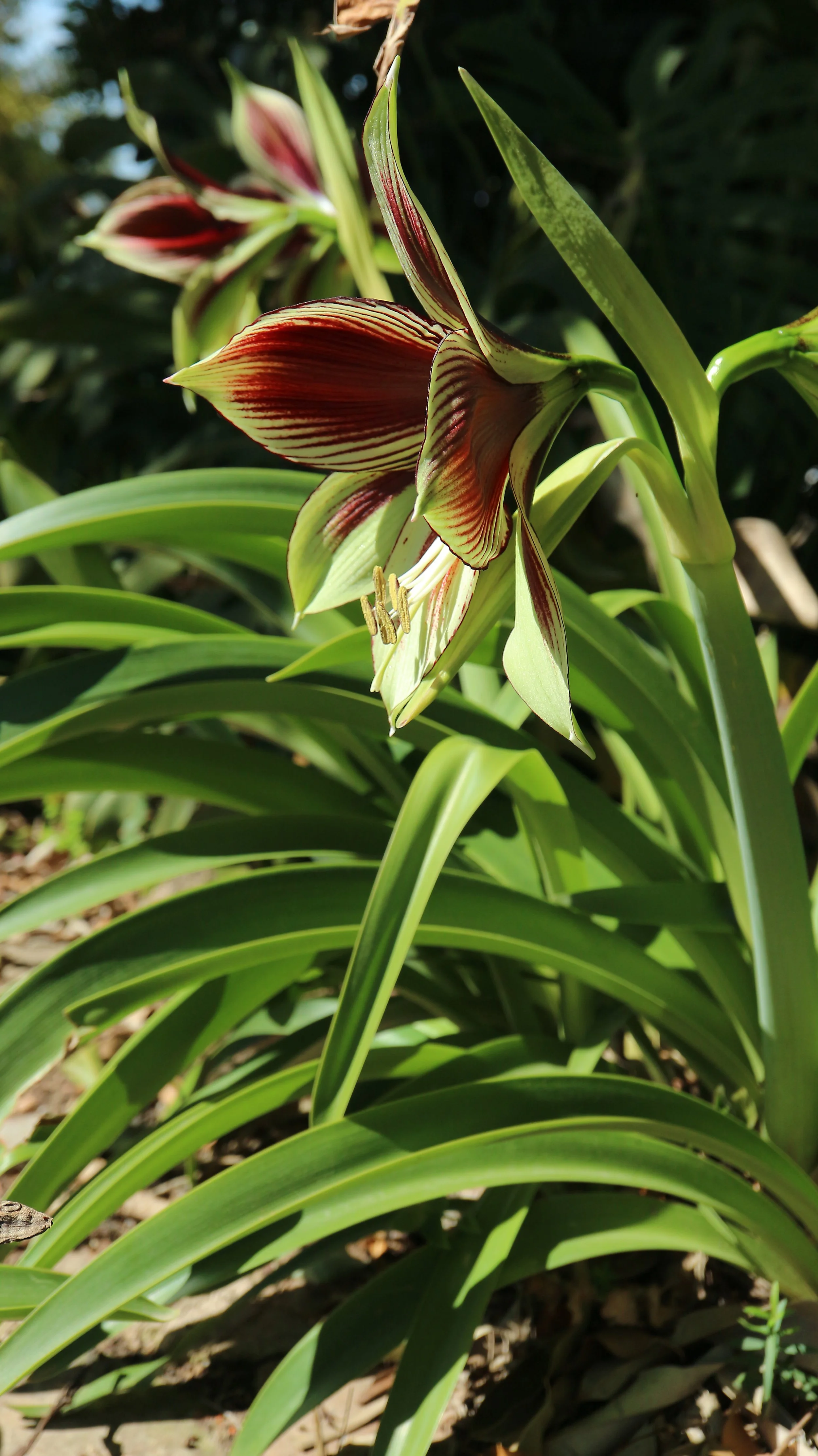 Hippeastrum papilio / Amaryllidaceae / SE Brazil