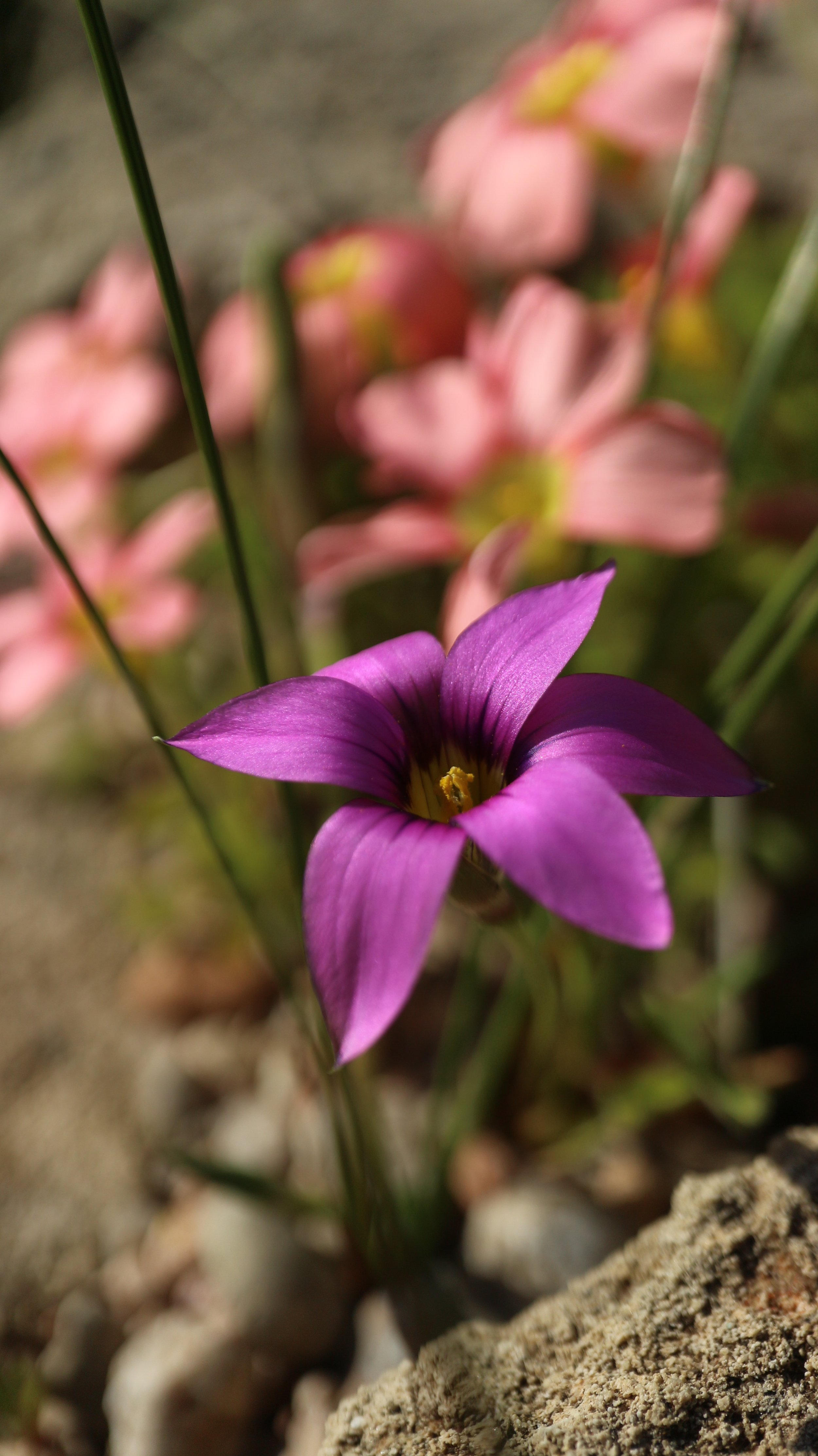 Romulea cruciata / Iridaceae / SW Cape, South Africa