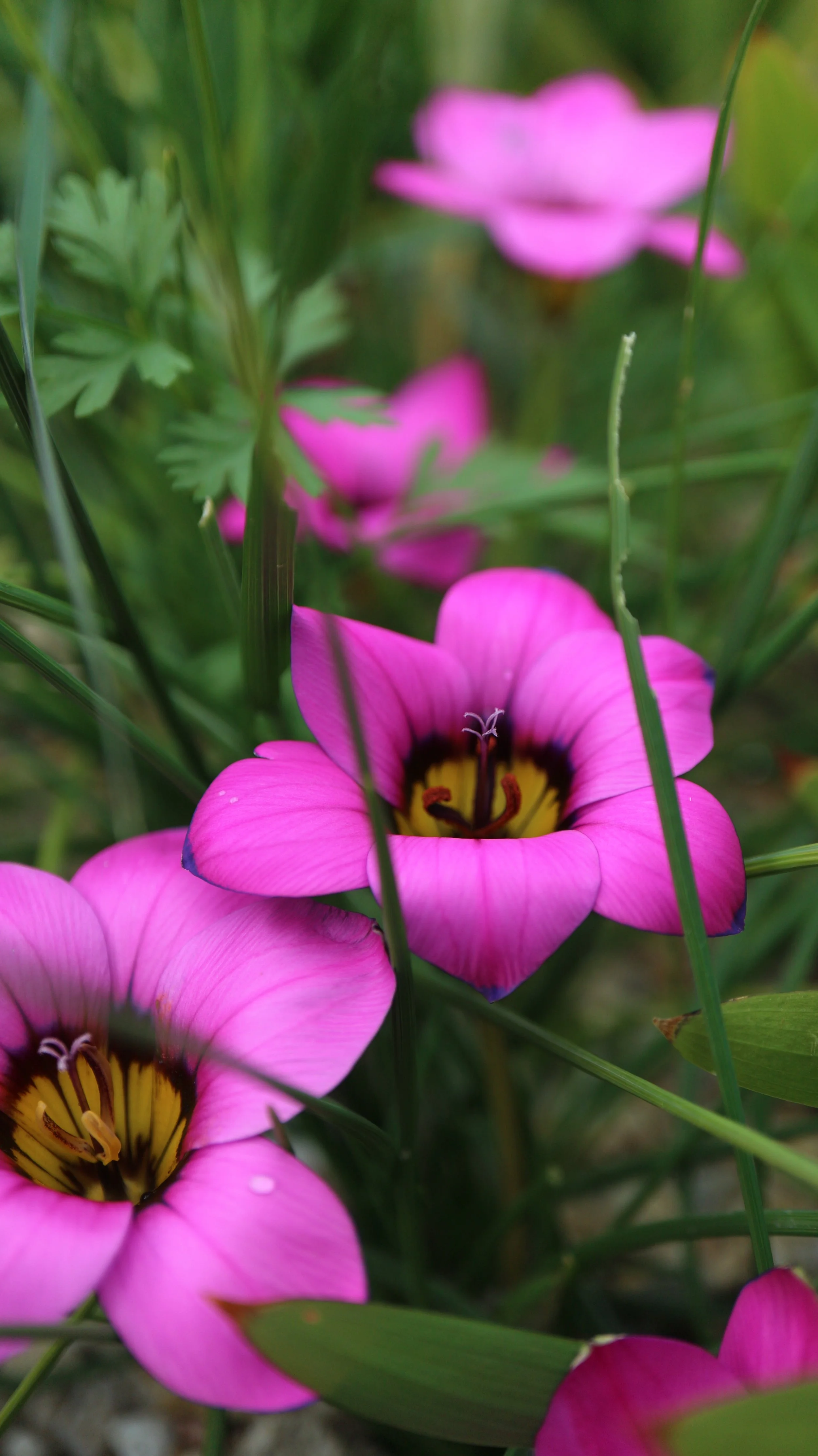 Romulea komsbergensis / Iridaceae / N Cape, South Africa
