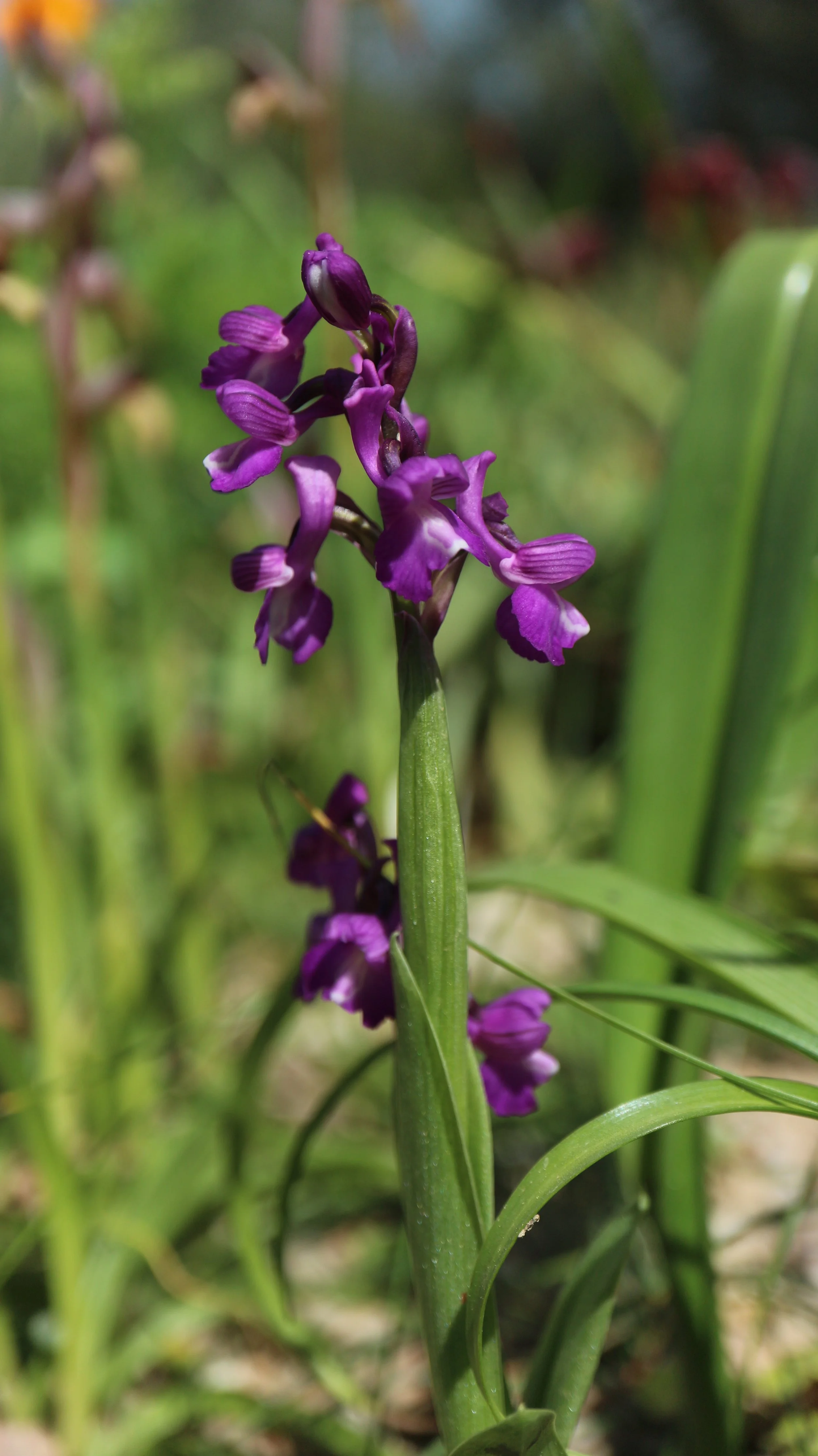 Anacamptis morio subsp. champagneuxii (ex Algarve) / Orchidaceae / W Mediterranean
