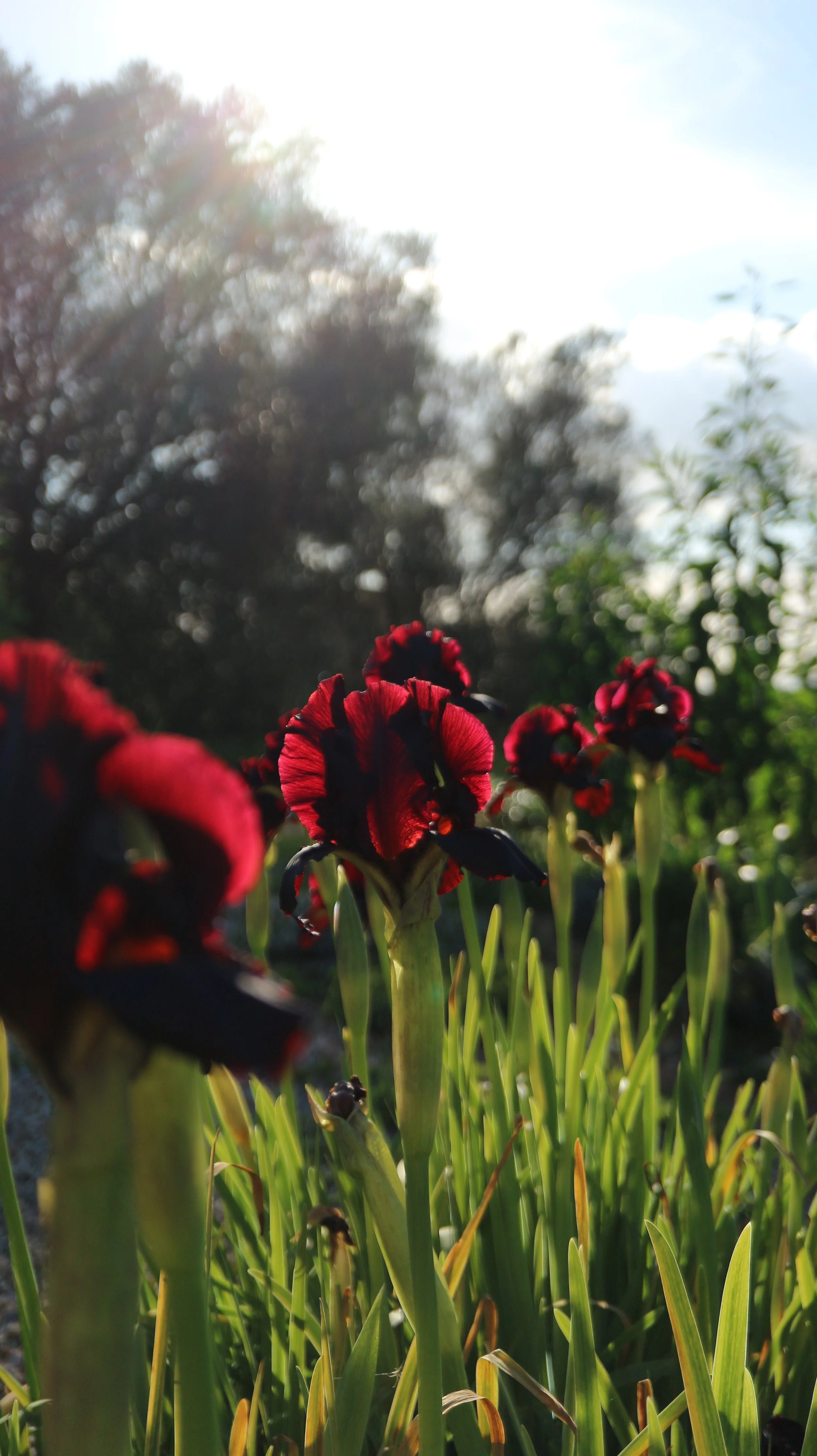 Iris atropurpurea / Iridaceae / Israel-Palestine