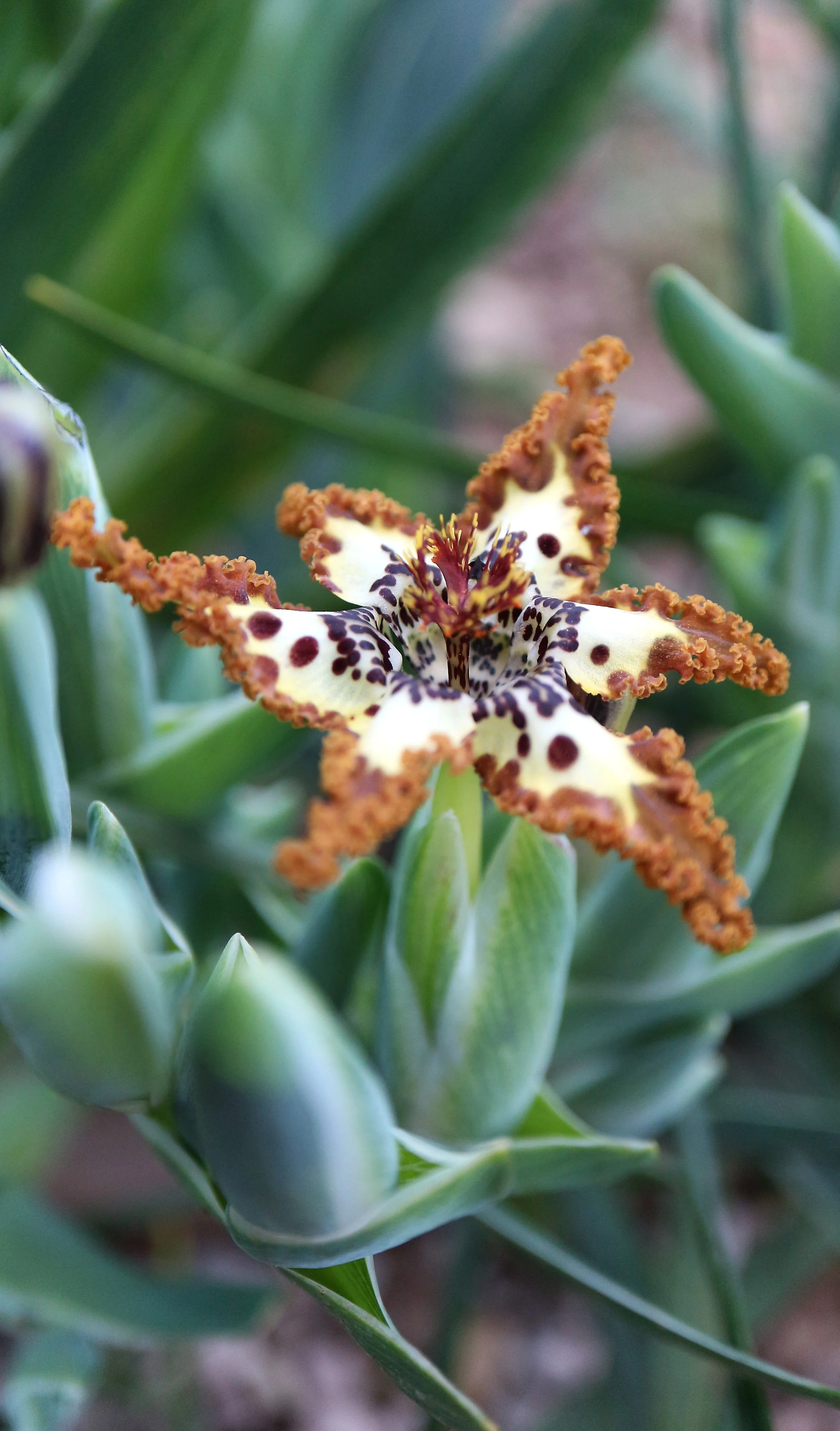 Ferraria crispa / Iridaceae / W Cape, South Africa