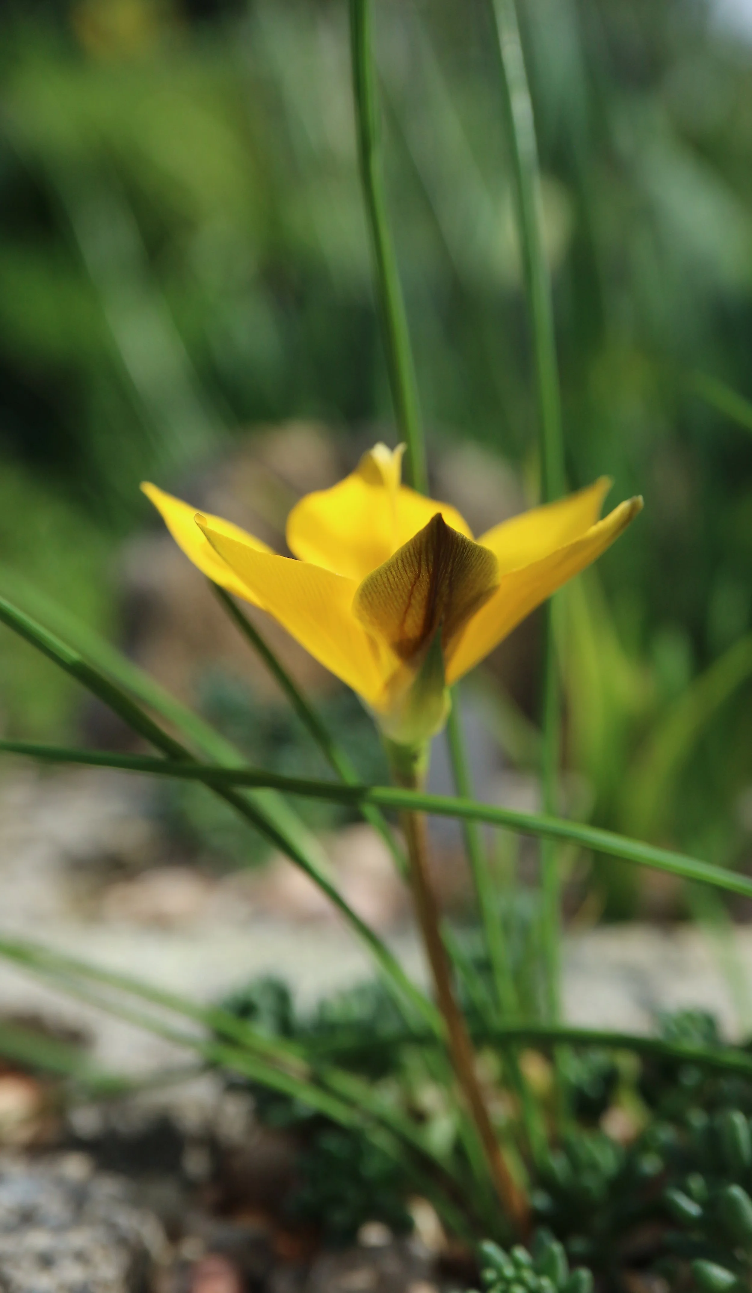 Romulea diversiformis / Iridaceae / SW Cape, South Africa