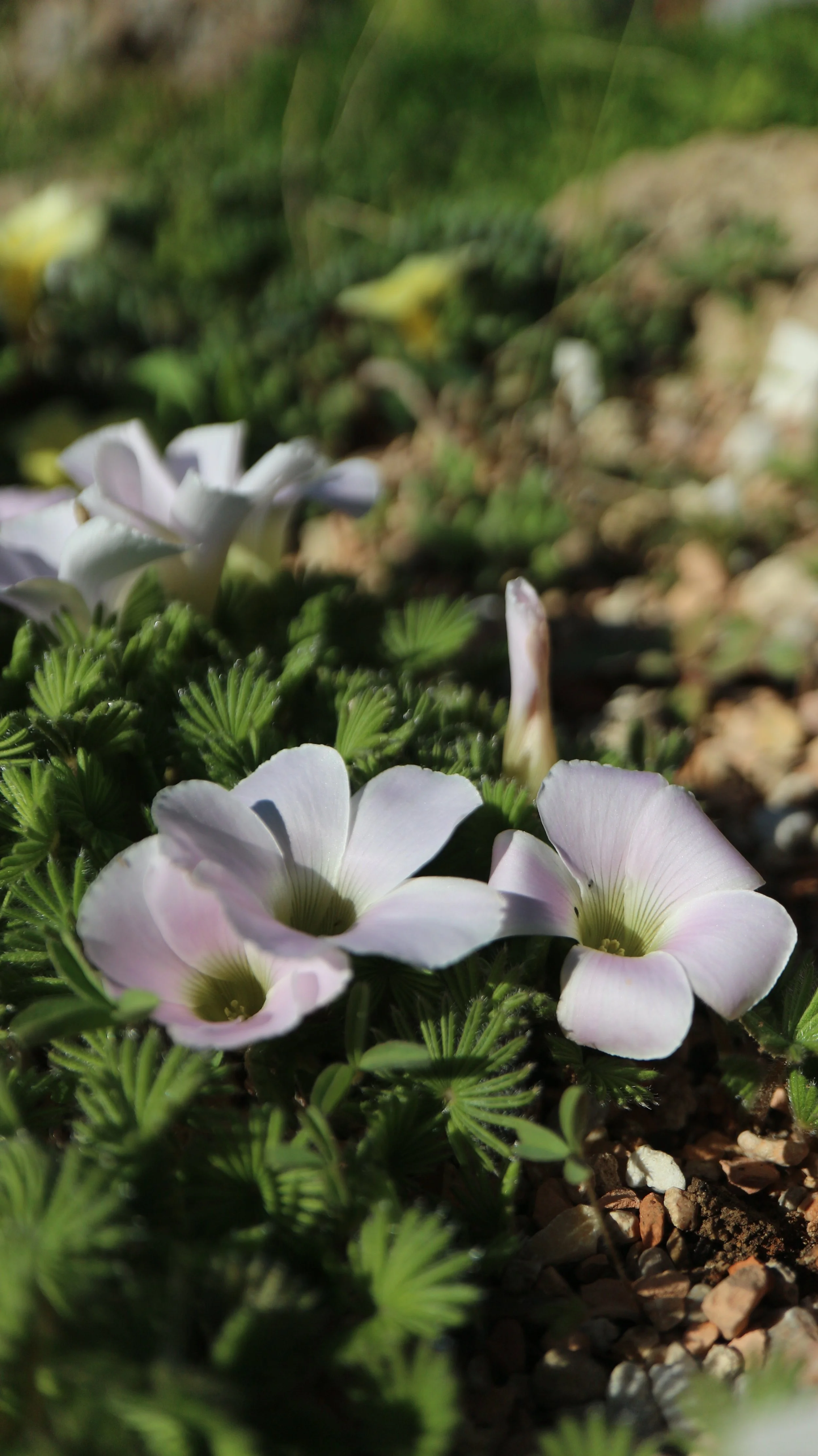 Oxalis palmifrons / Oxalidaceae / SW Cape, South Africa