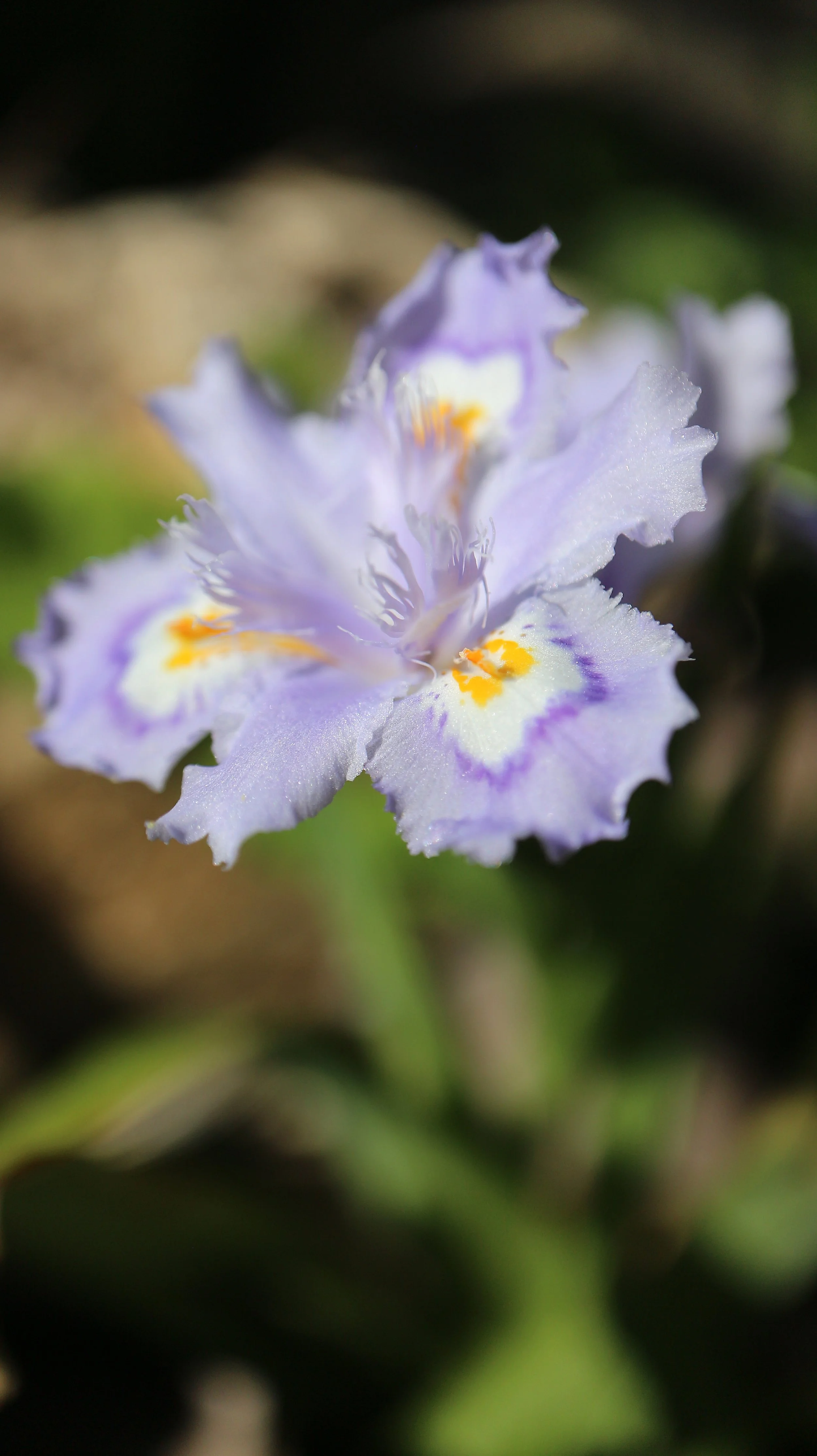 Iris confusa / Iridaceae / W China