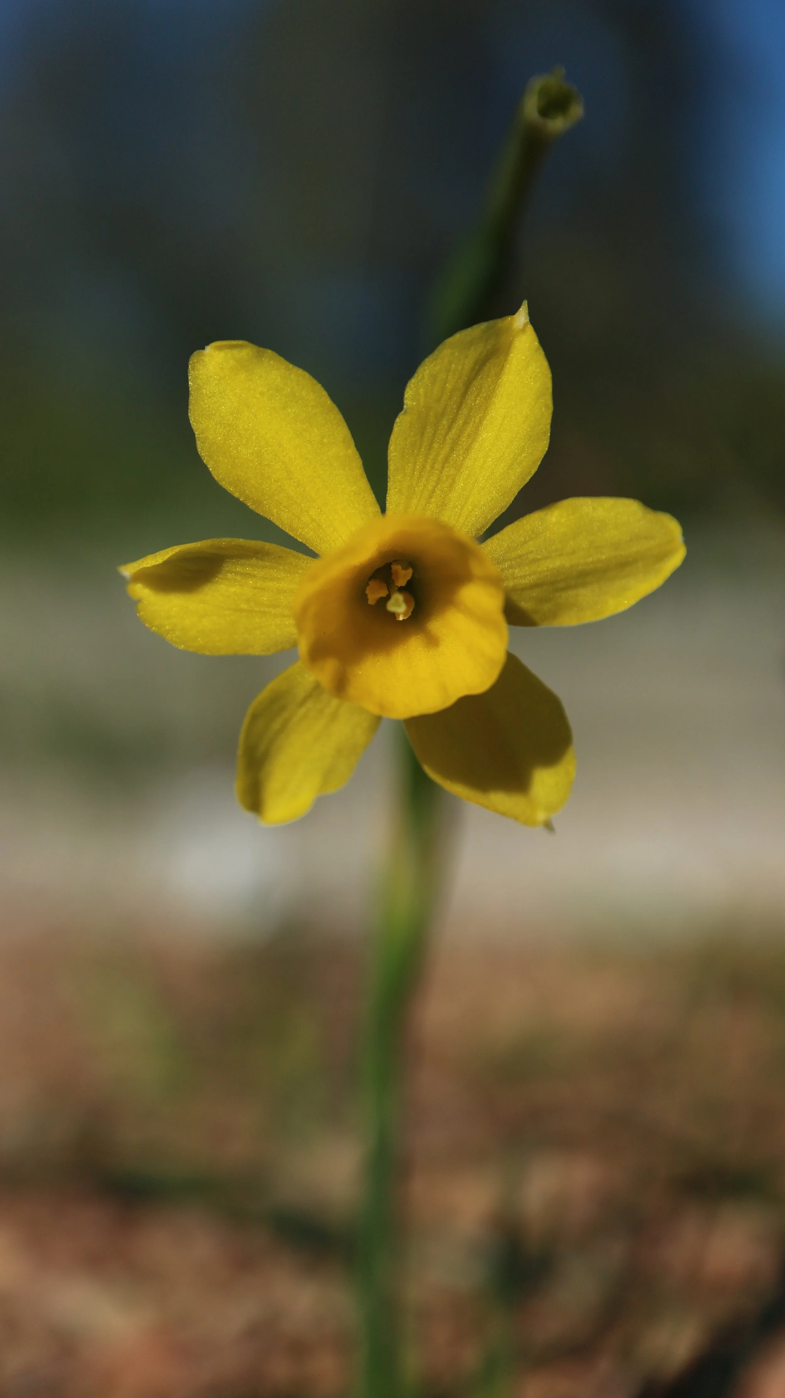 Narcissus fernandesii (ex Málaga) / Amaryllidaceae / Iberian Peninsula
