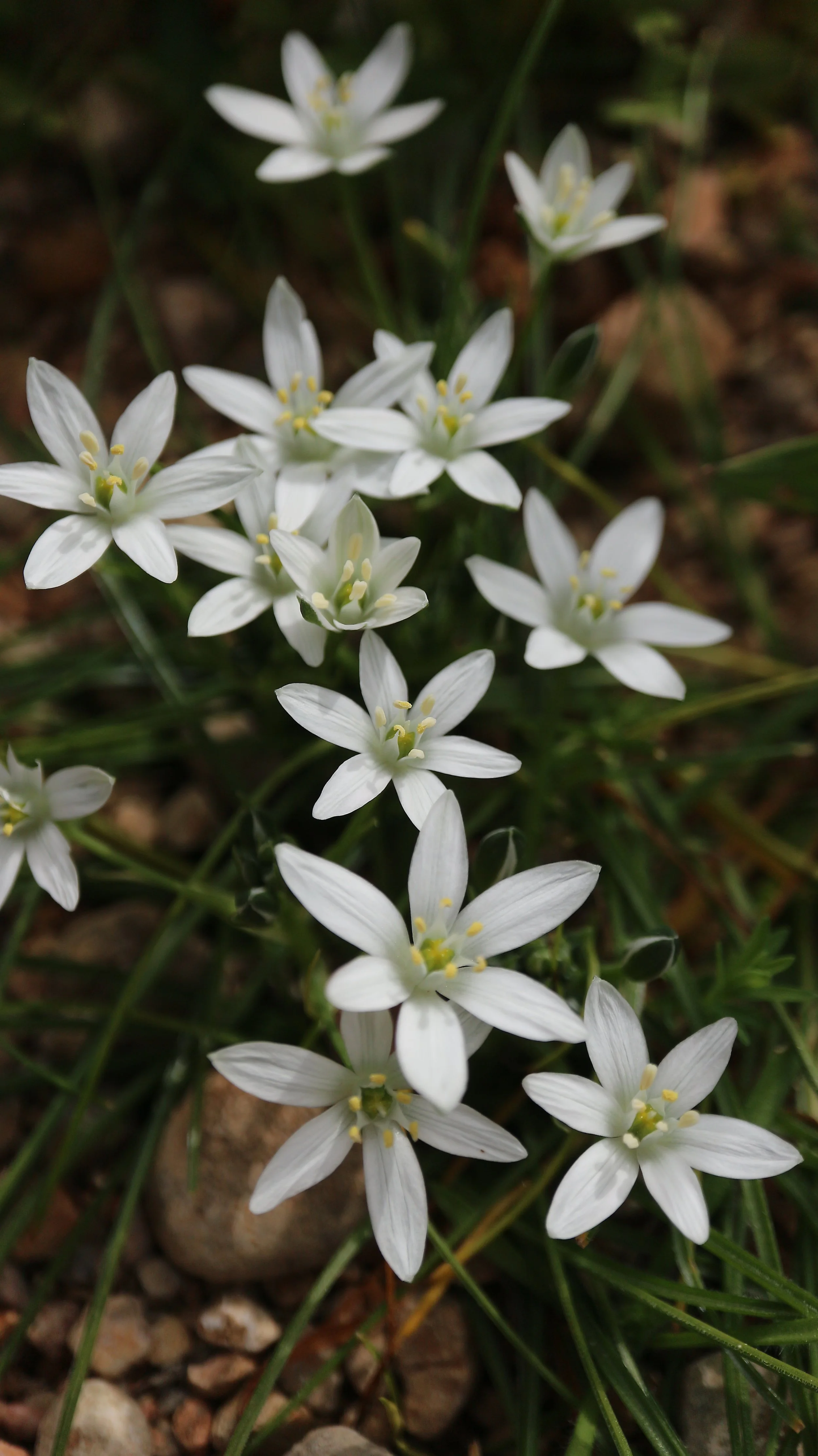 Ornithogalum excapum / Scilloideae / W Mediterranean