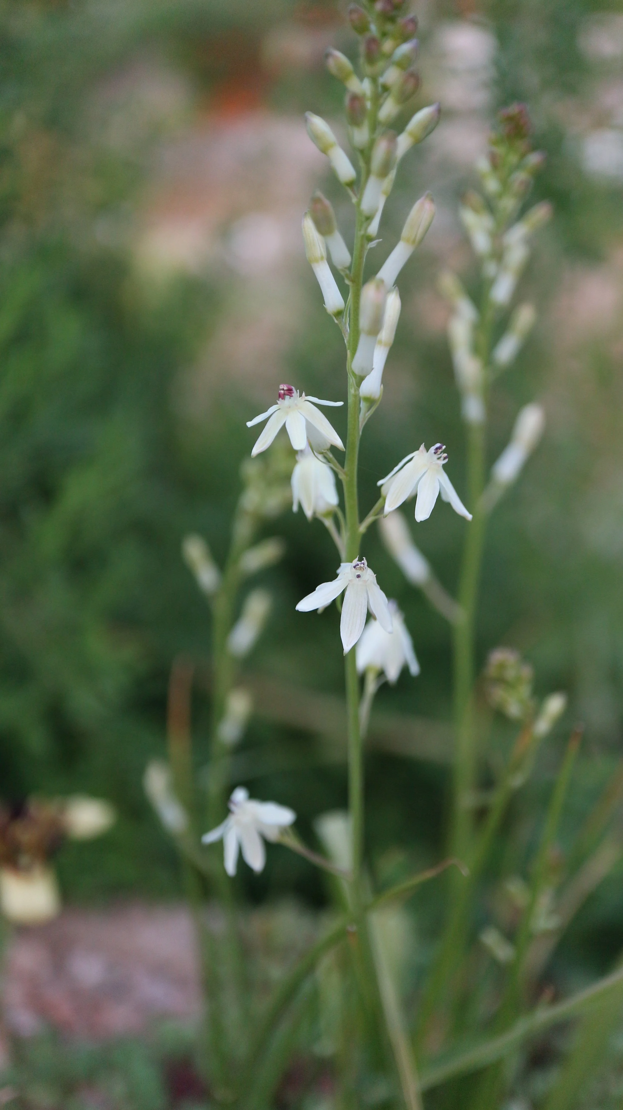 Odontostomum hartwegii / Tecophilaceae / California