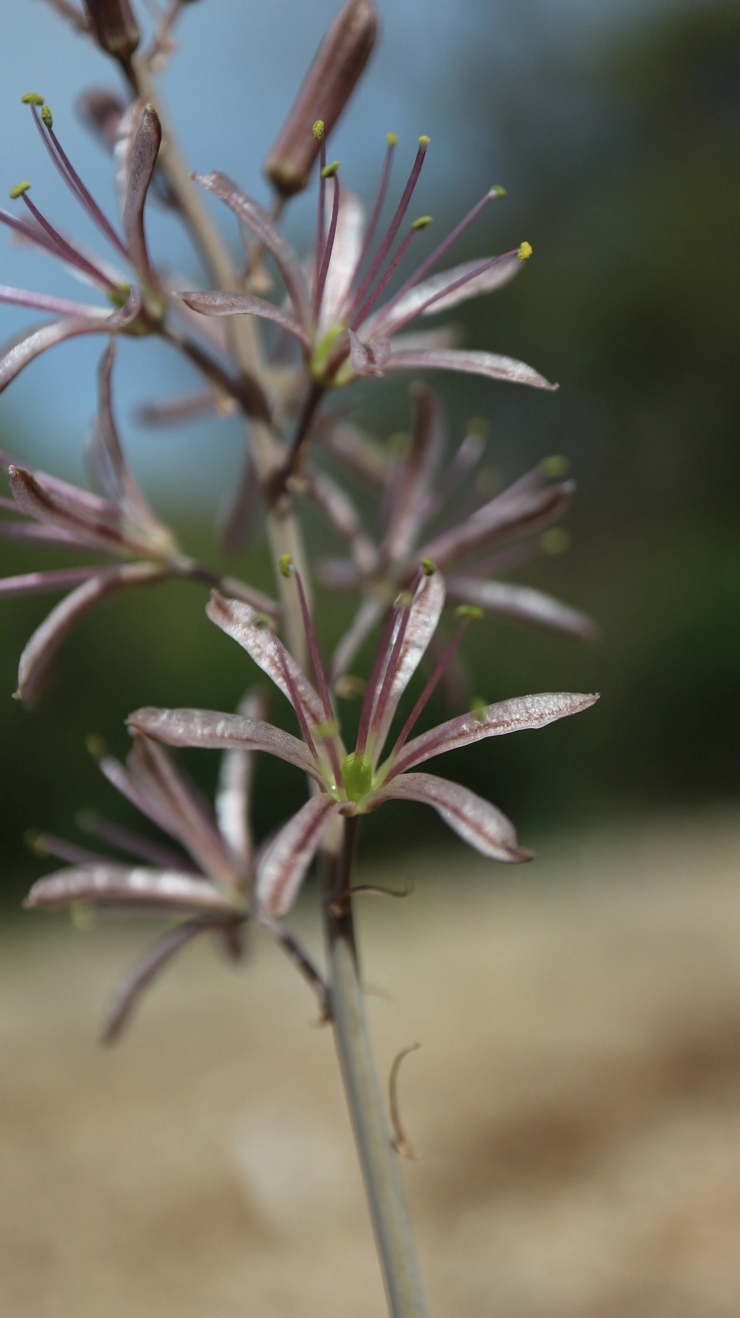 Drimia purpurascens (ex Sardinia) / Scilloideae / Mediterranean Region