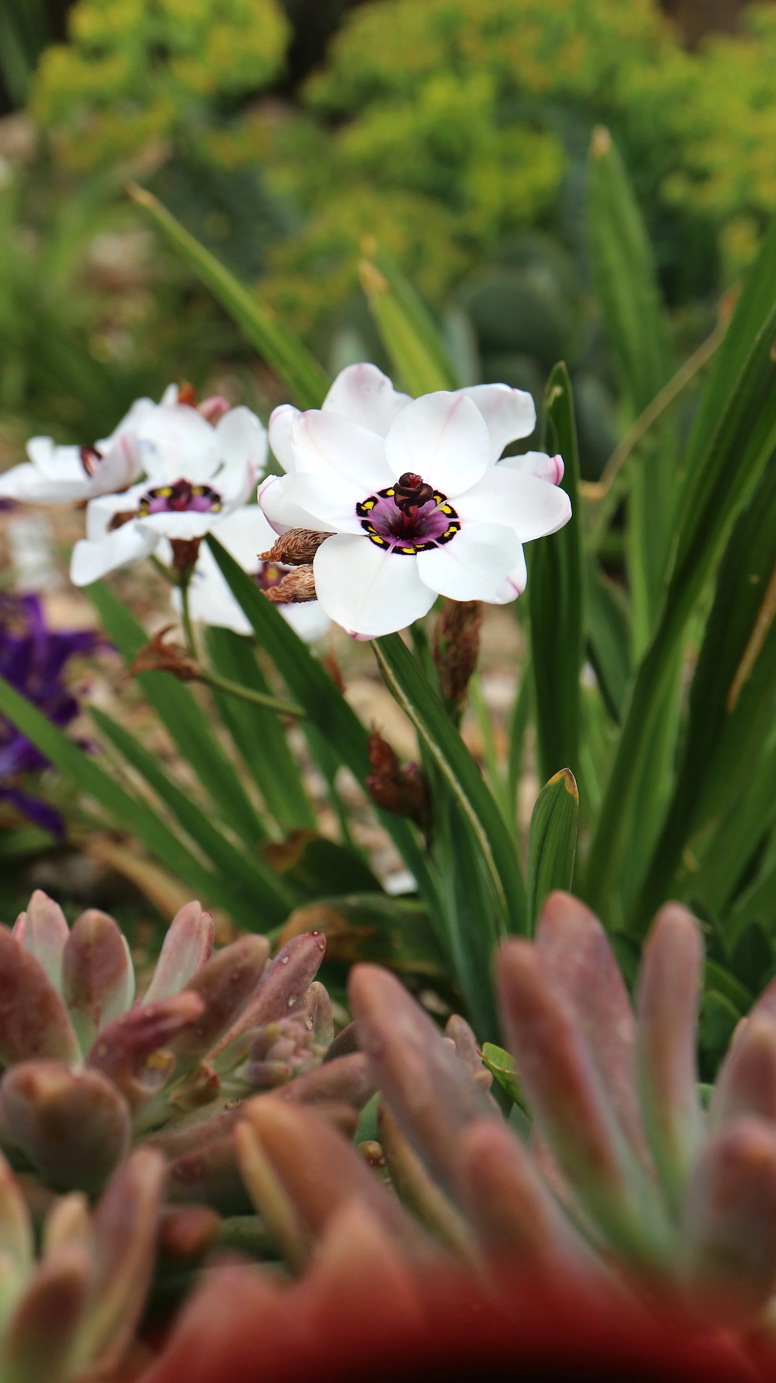Sparaxis elegans f. alba / Iridaceae / W Cape, South Africa
