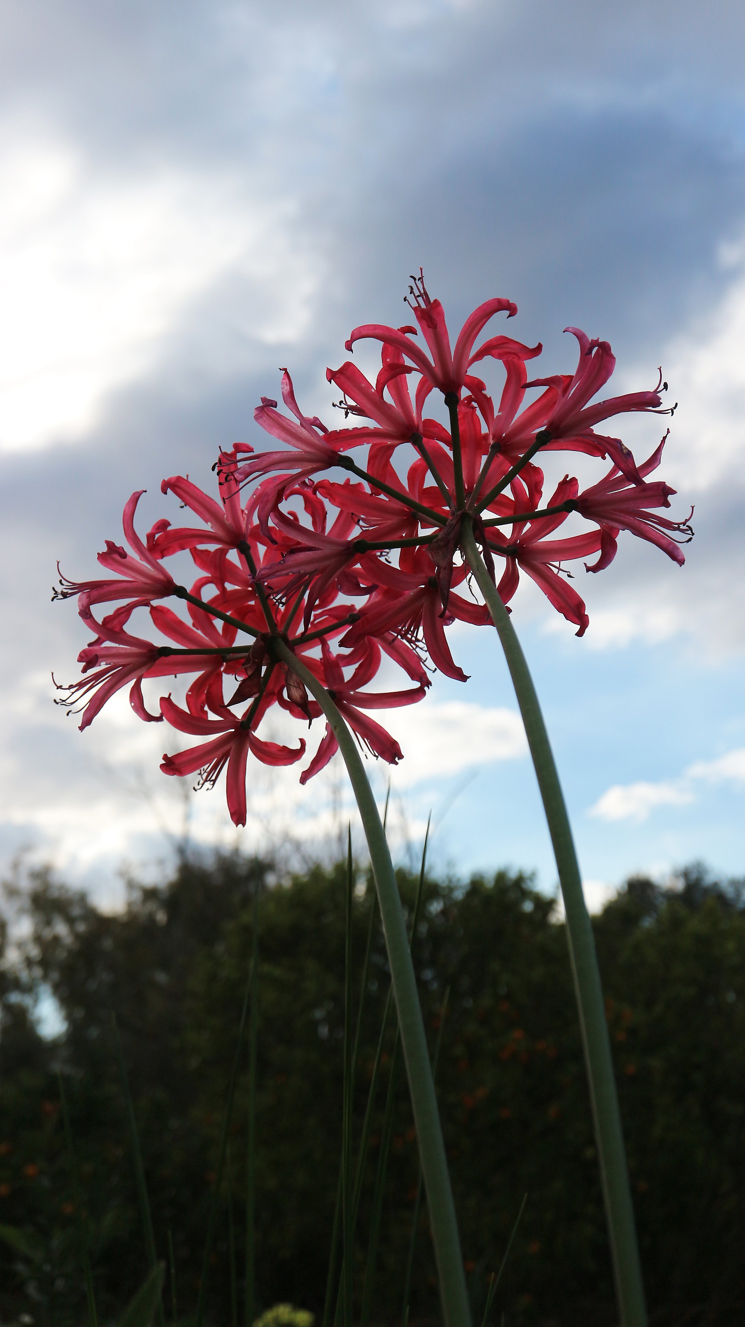 Nerine X 'Purple Robbs' / Amaryllidaceae 