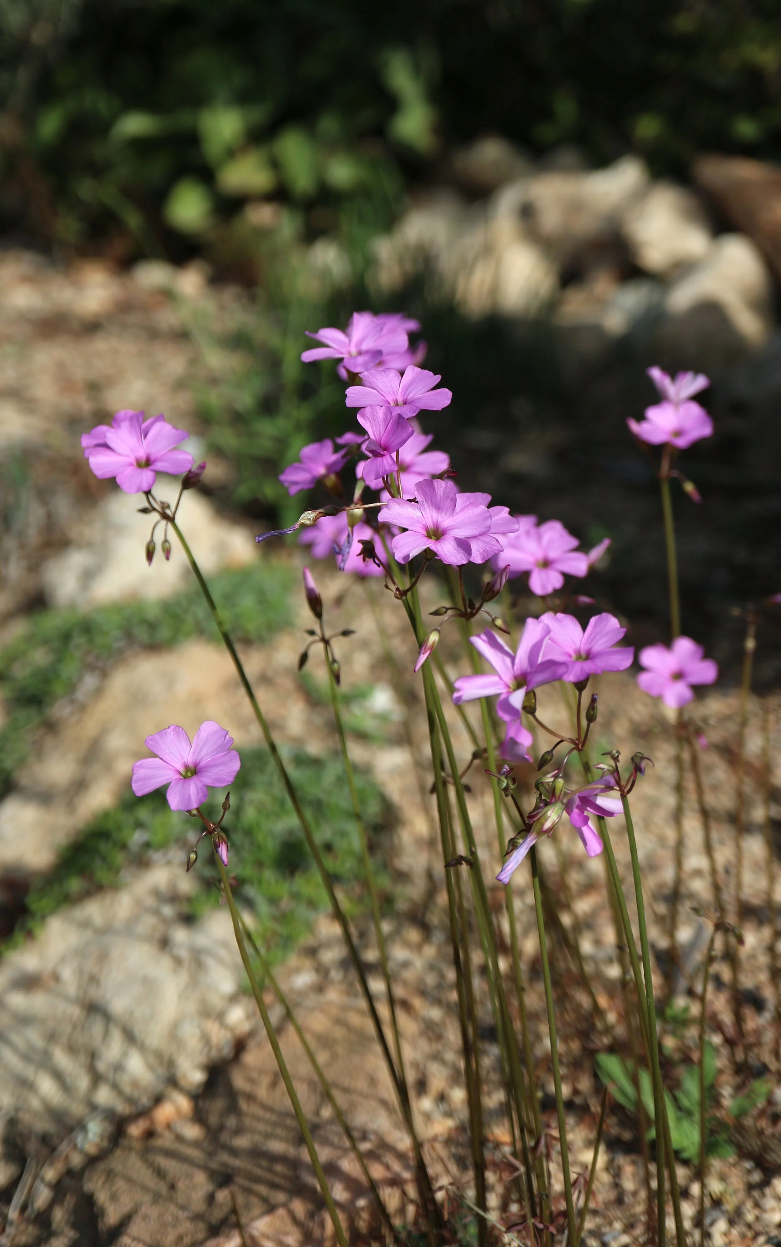 Oxalis livida / Oxalidaceae / SW Cape, South Africa
