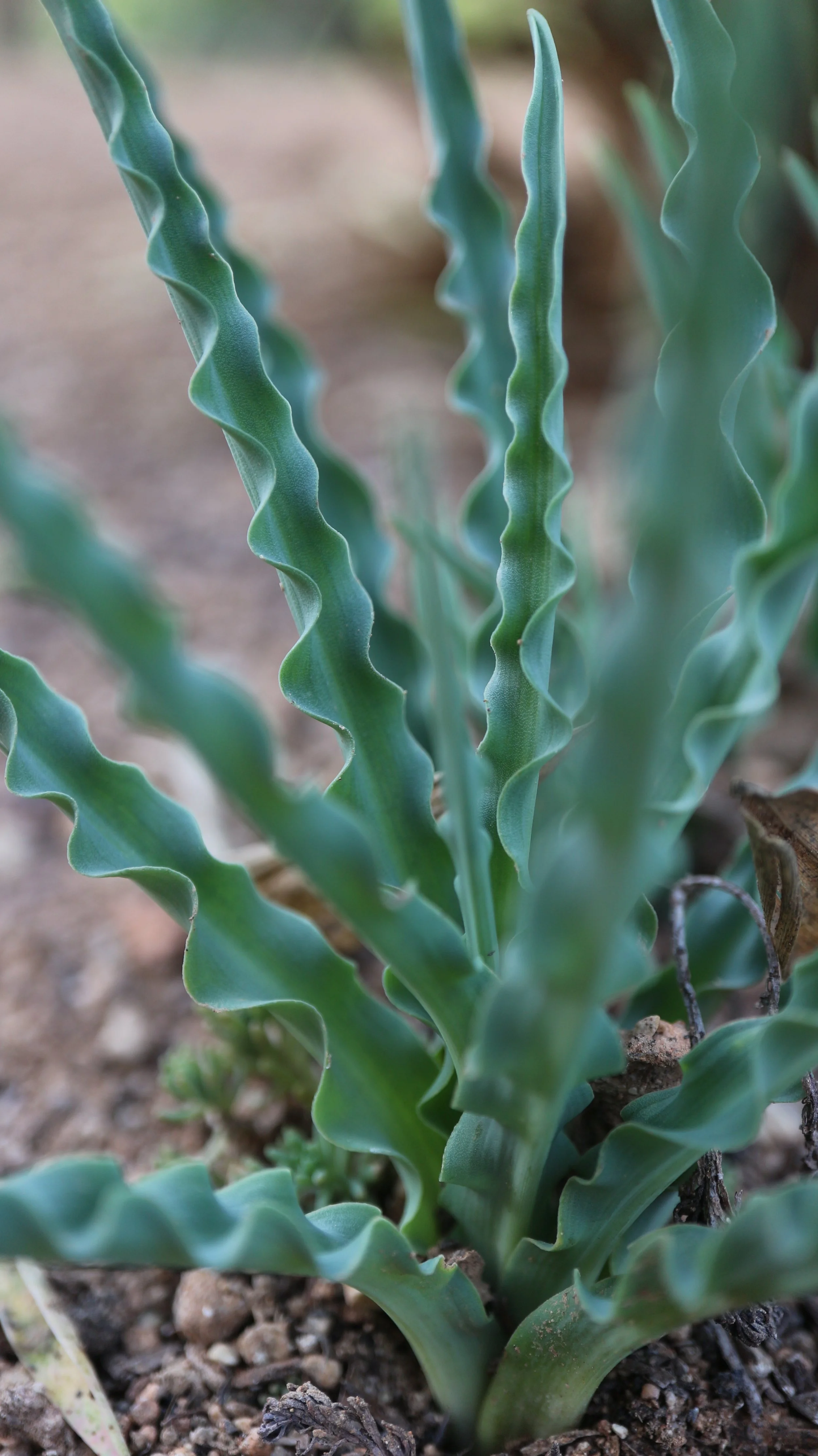 Drimia purpurascens (ex Sardinia) / Scilloideae / Mediterranean Region