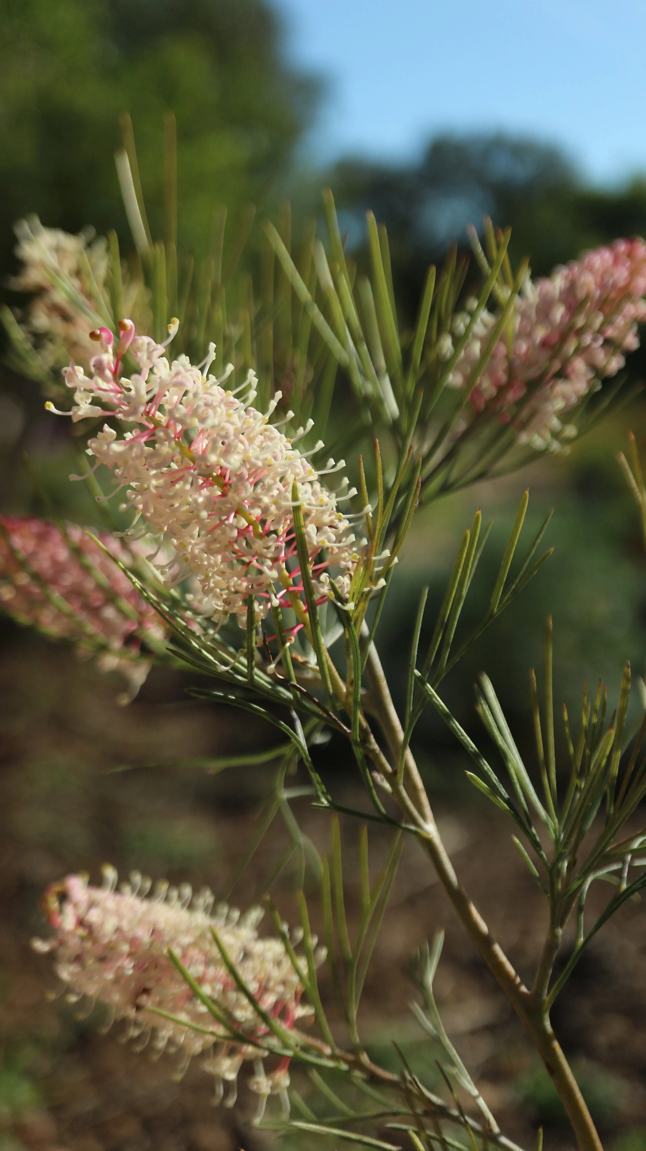 Grevillea 'Pink Ice' / Proteaceae / Australia