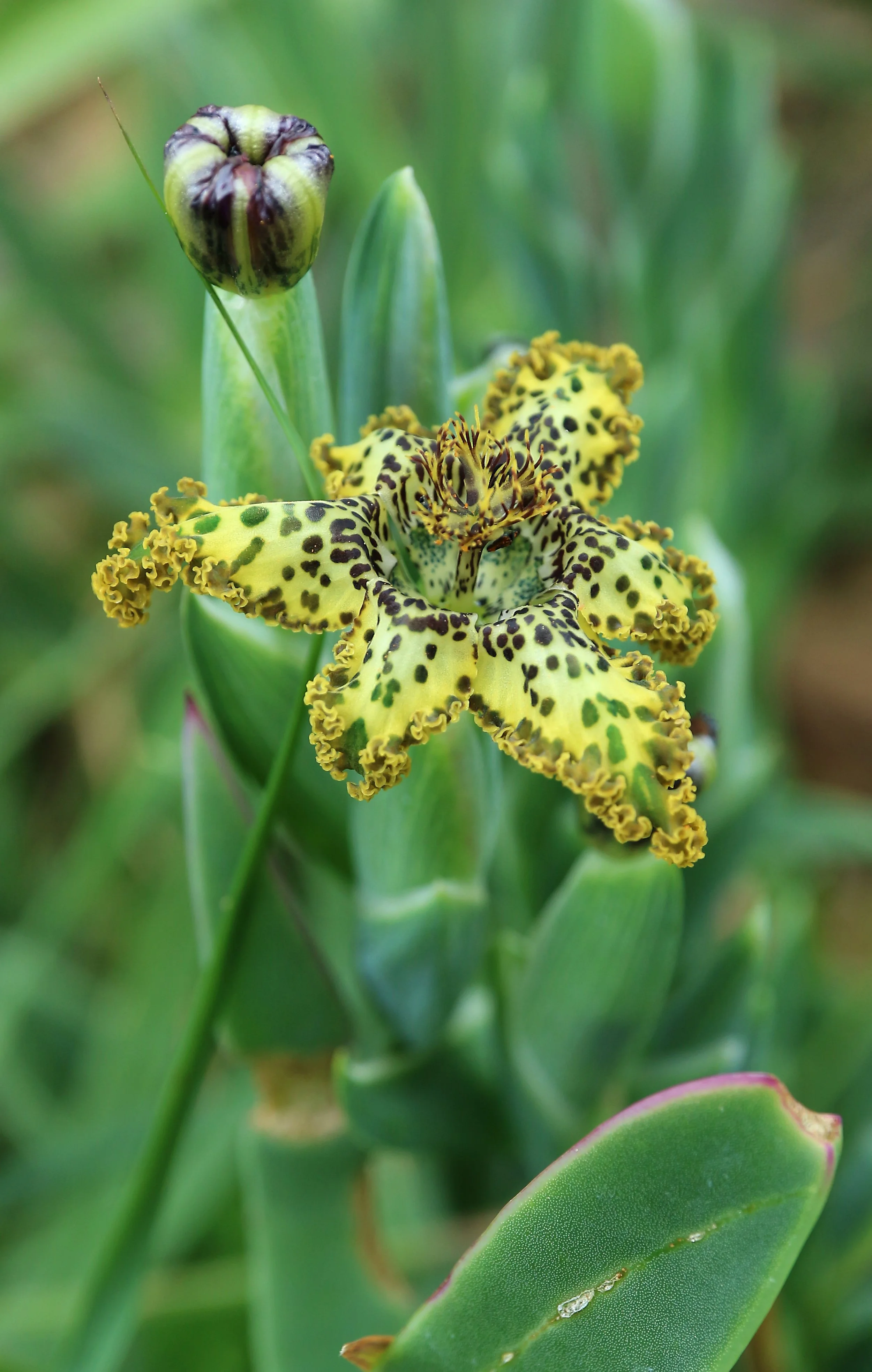 Ferraria crispa / Iridaceae / W Cape, South Africa
