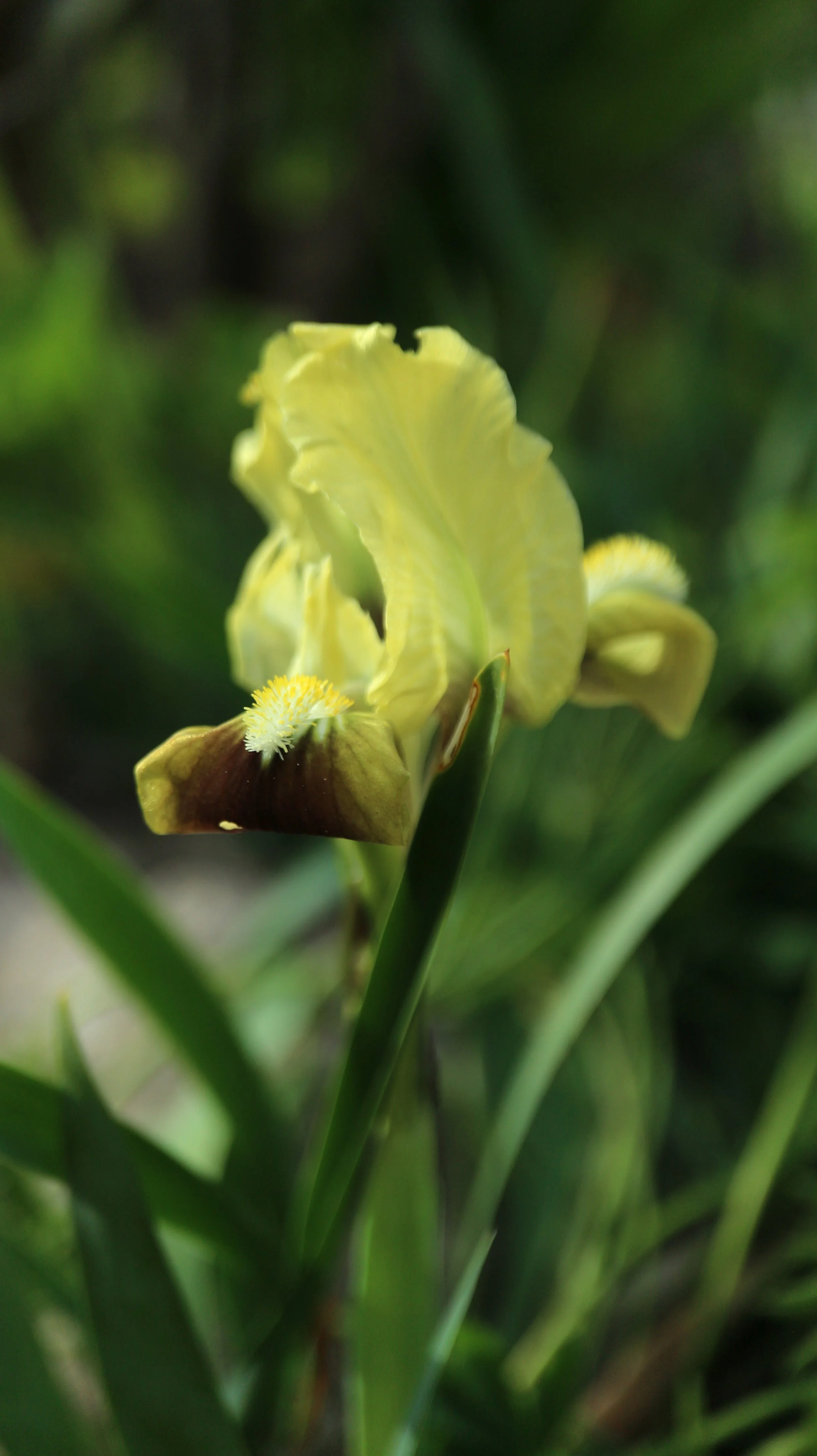 Iris pseudopumila (ex S Italy) / Iridaceae / Mediterranean Region