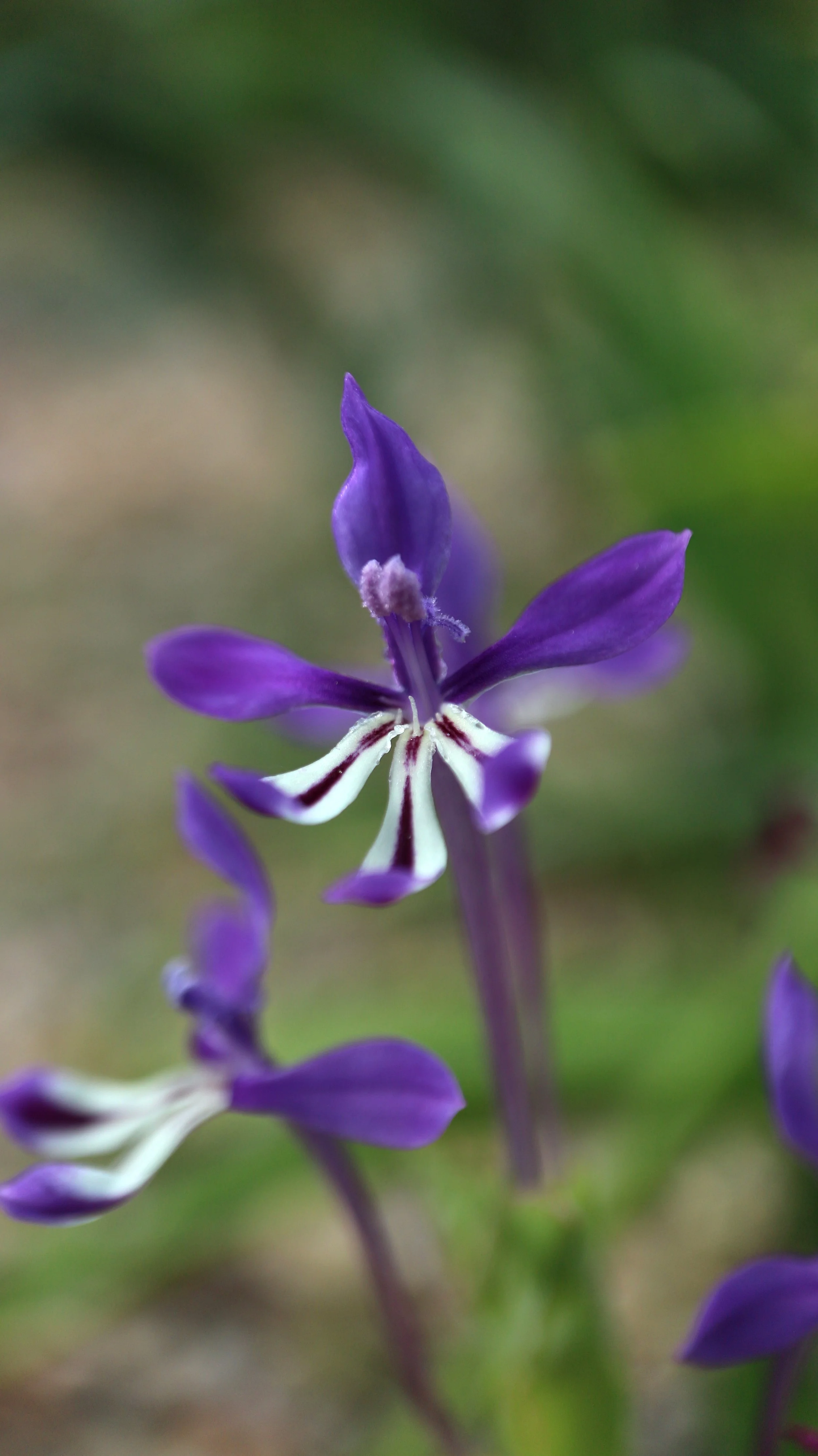 Lapeirousia jacquinii / Iridaceae / W Cape, South Africa