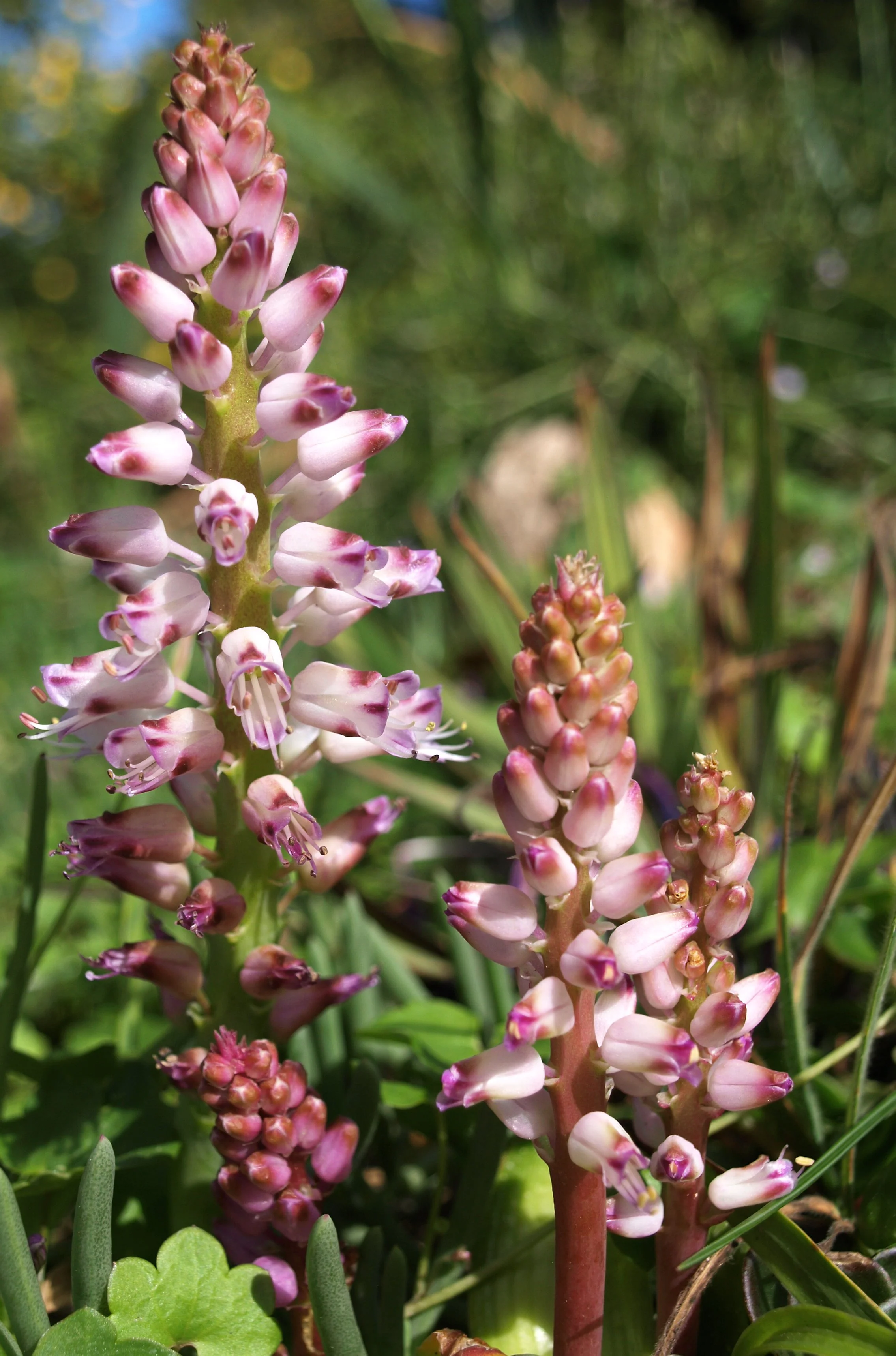 Lachenalia purpureo-coerulea / Scilloideae / SW Cape, South Africa