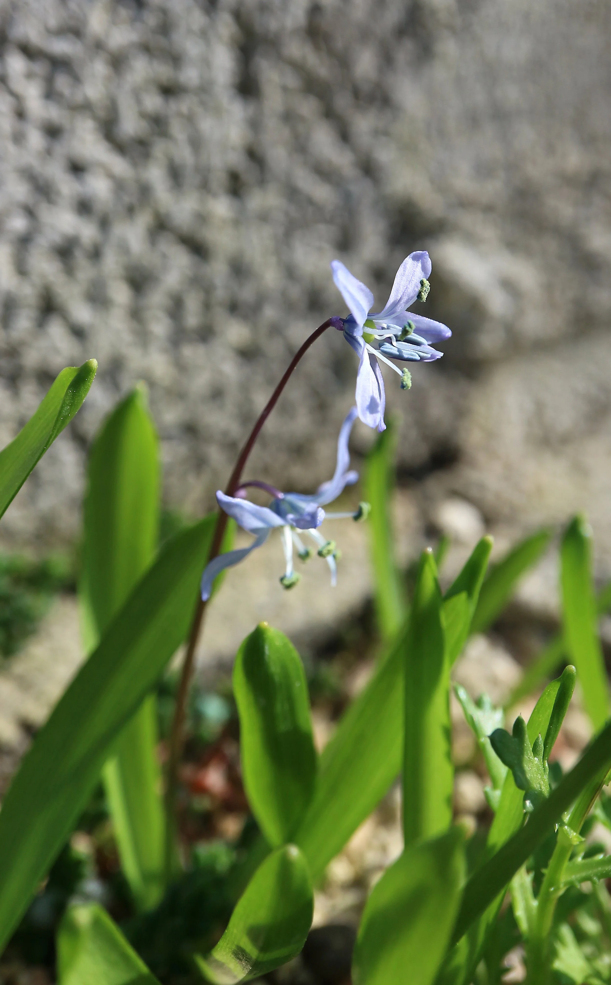 Scilla mesopotamica / Scilloideae / E Mediterranean