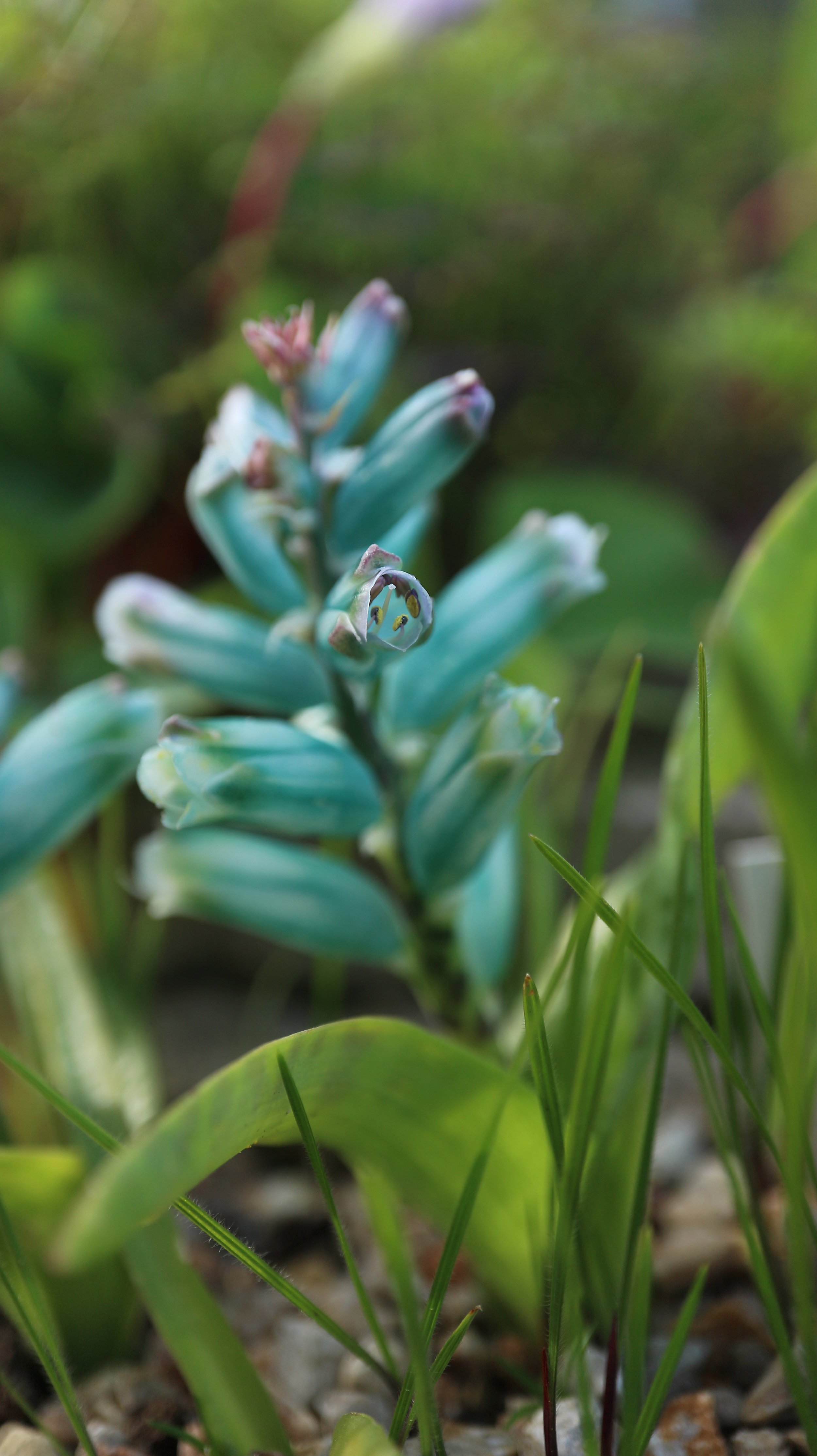 Lachenalia viridiflora / Scilloideae / SW Cape, South Africa