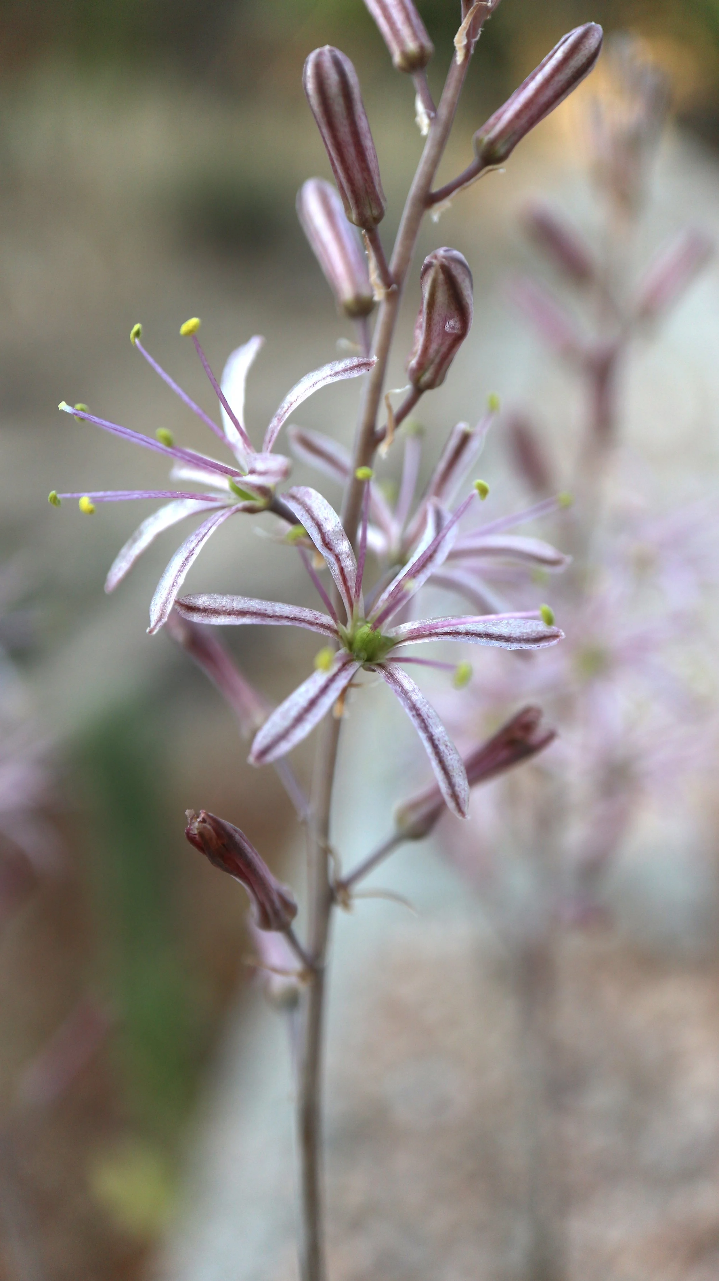 Drimia purpurascens (ex Tunis) / Scilloideae / W Mediterranean region