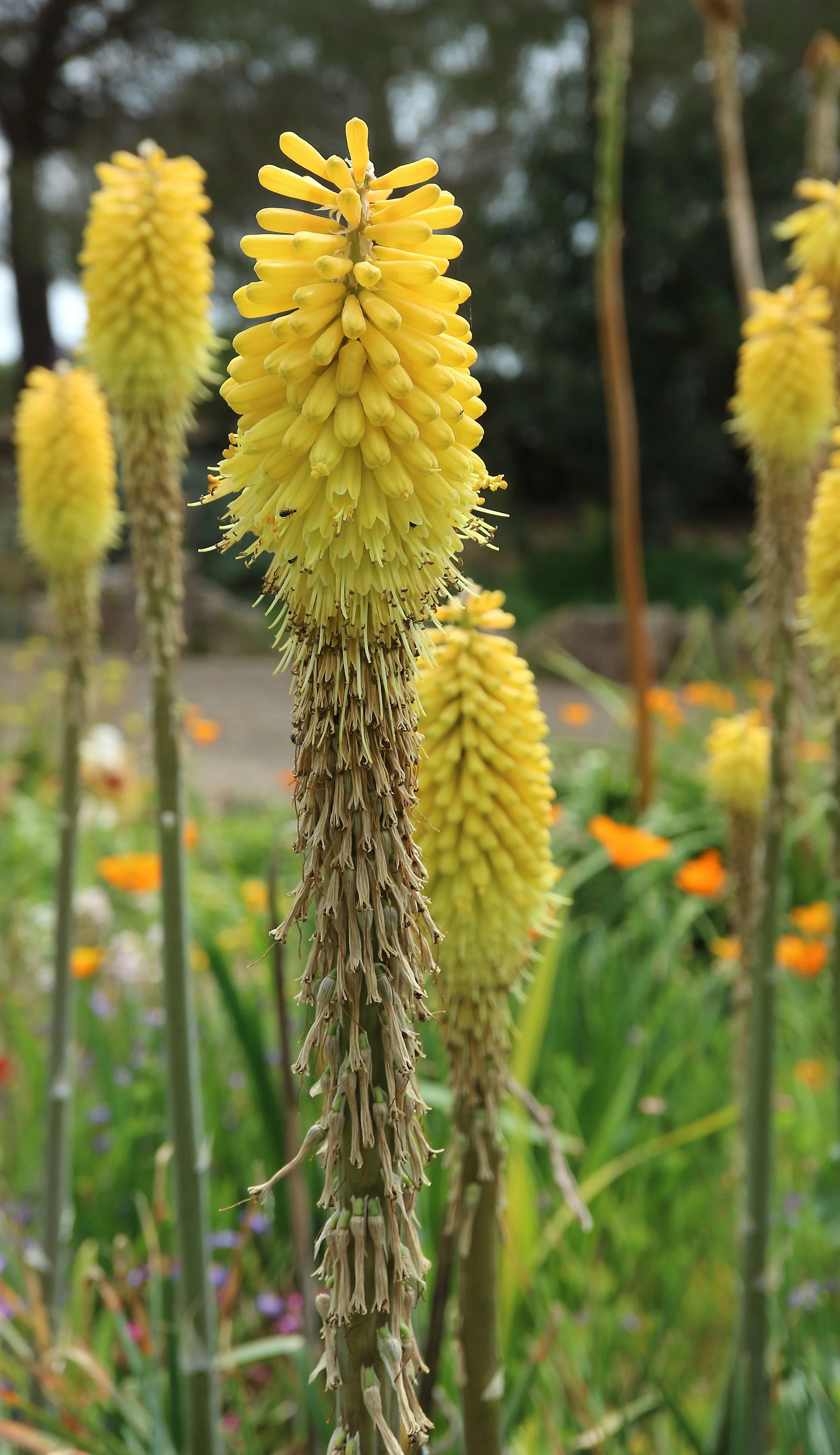 Kniphofia yellow 2020.jpg
