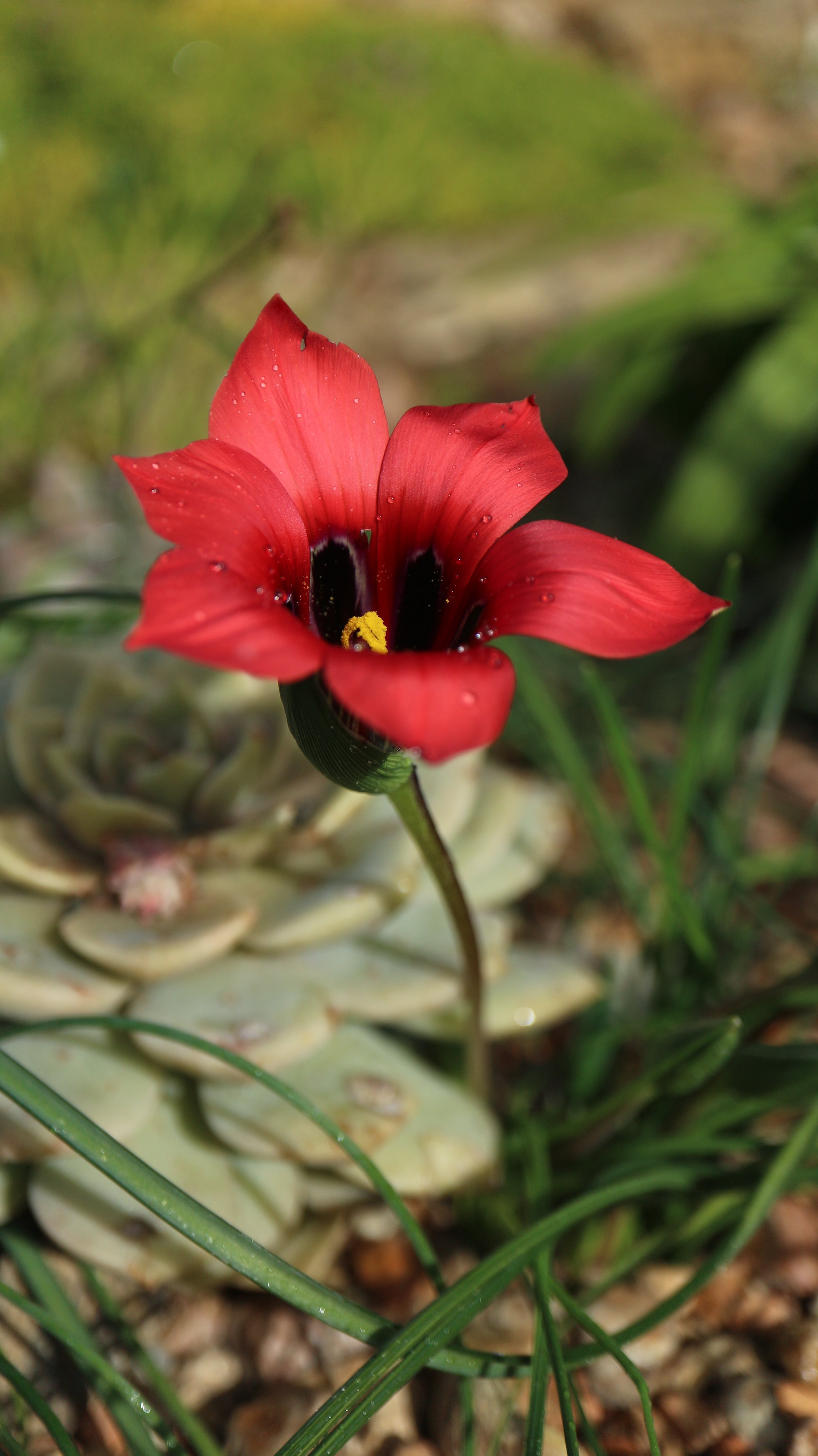 Romulea monadelpha / Iridaceae / W Cape, South Africa