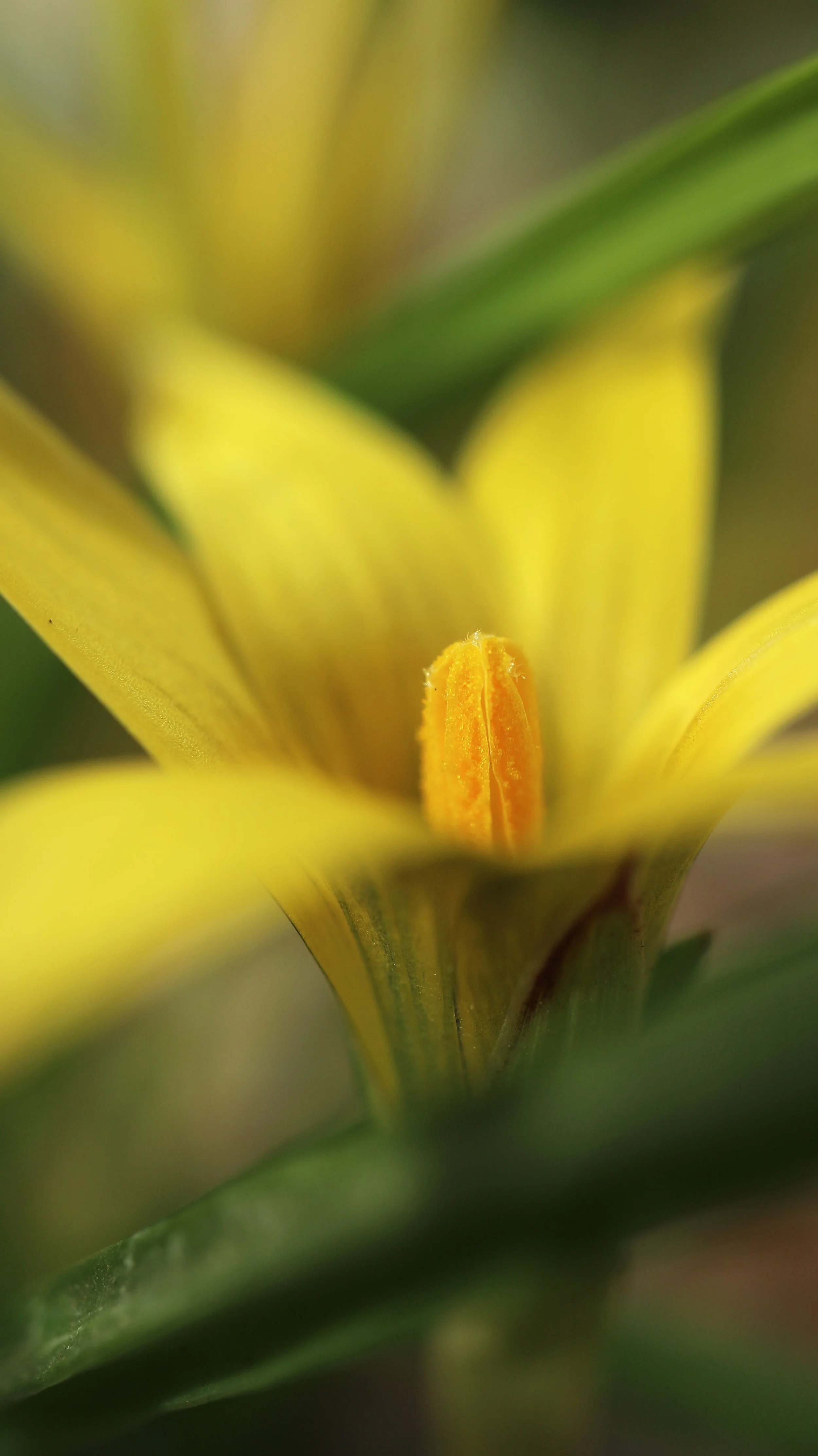 Romulea hirta / Iridaceae / SW Cape, South Africa