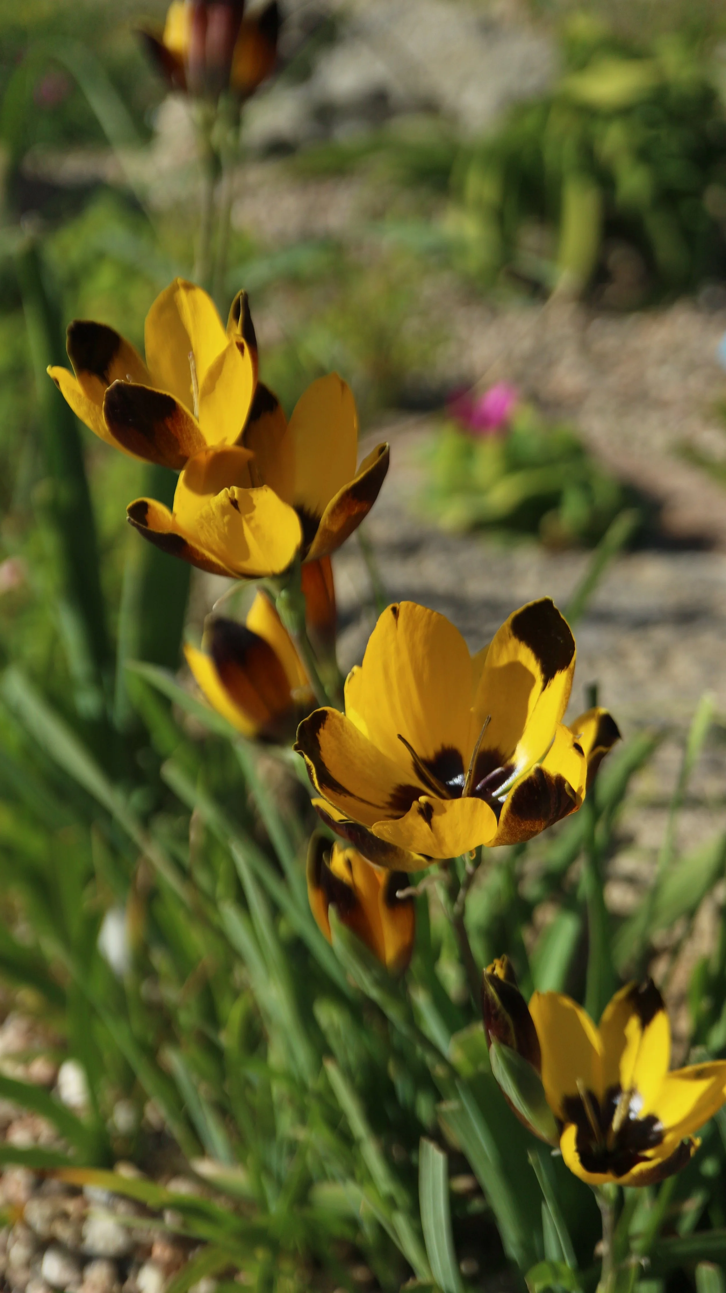 Hesperantha vaginata / Iridaceae / W Cape, South Africa