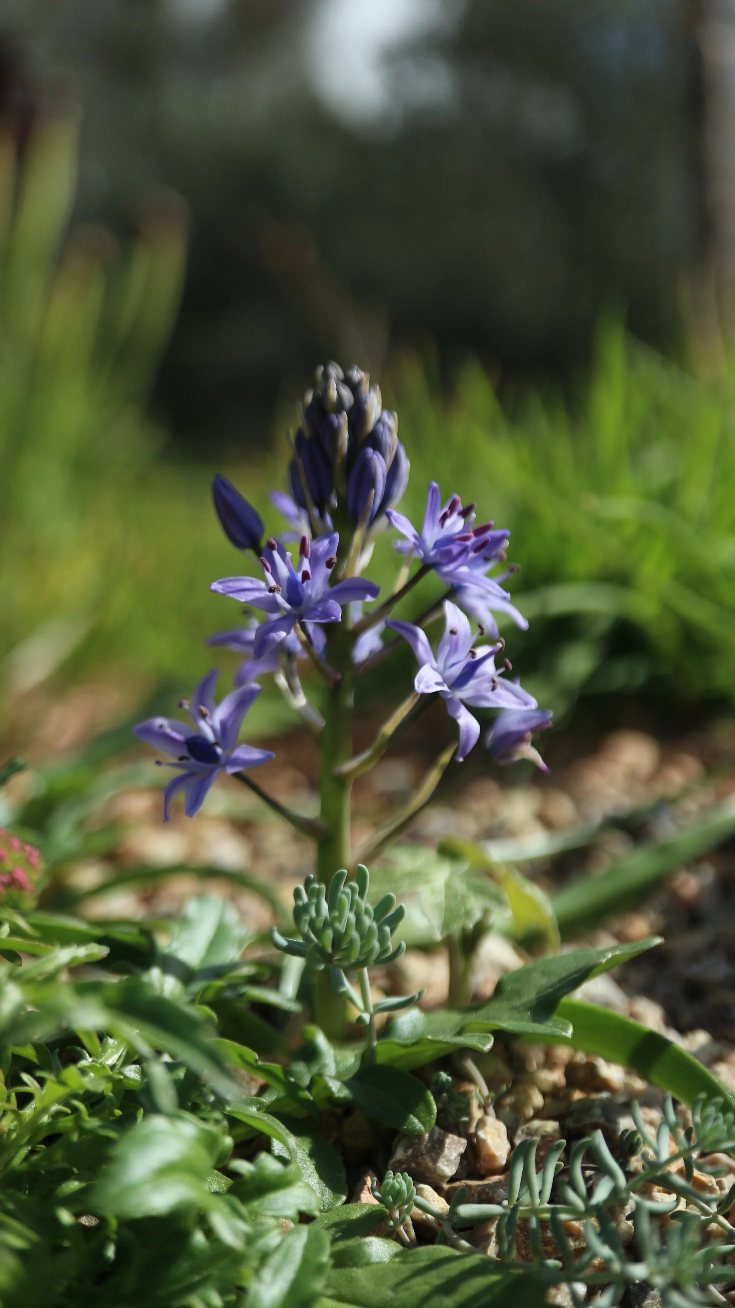 Scilla ramburei / Scilloideae / S Iberian Peninsula