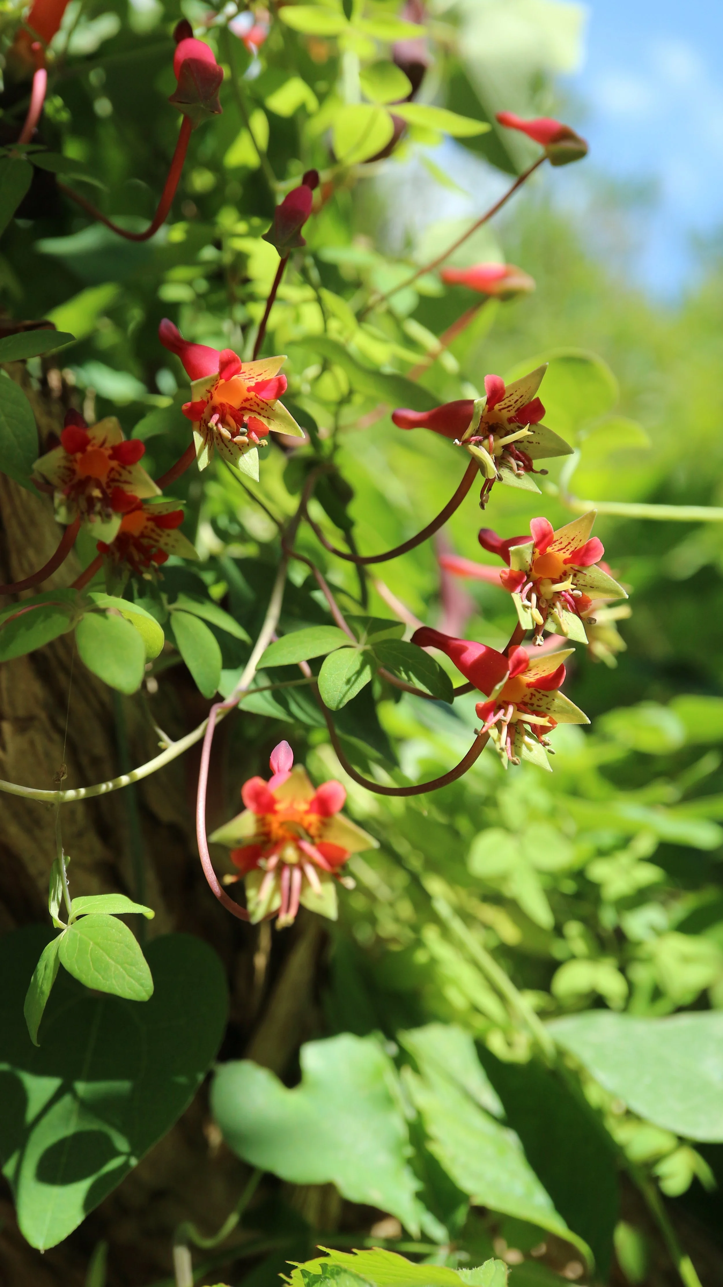Tropaeolum pentaphyllum / Tropaeolaceae / C Chile
