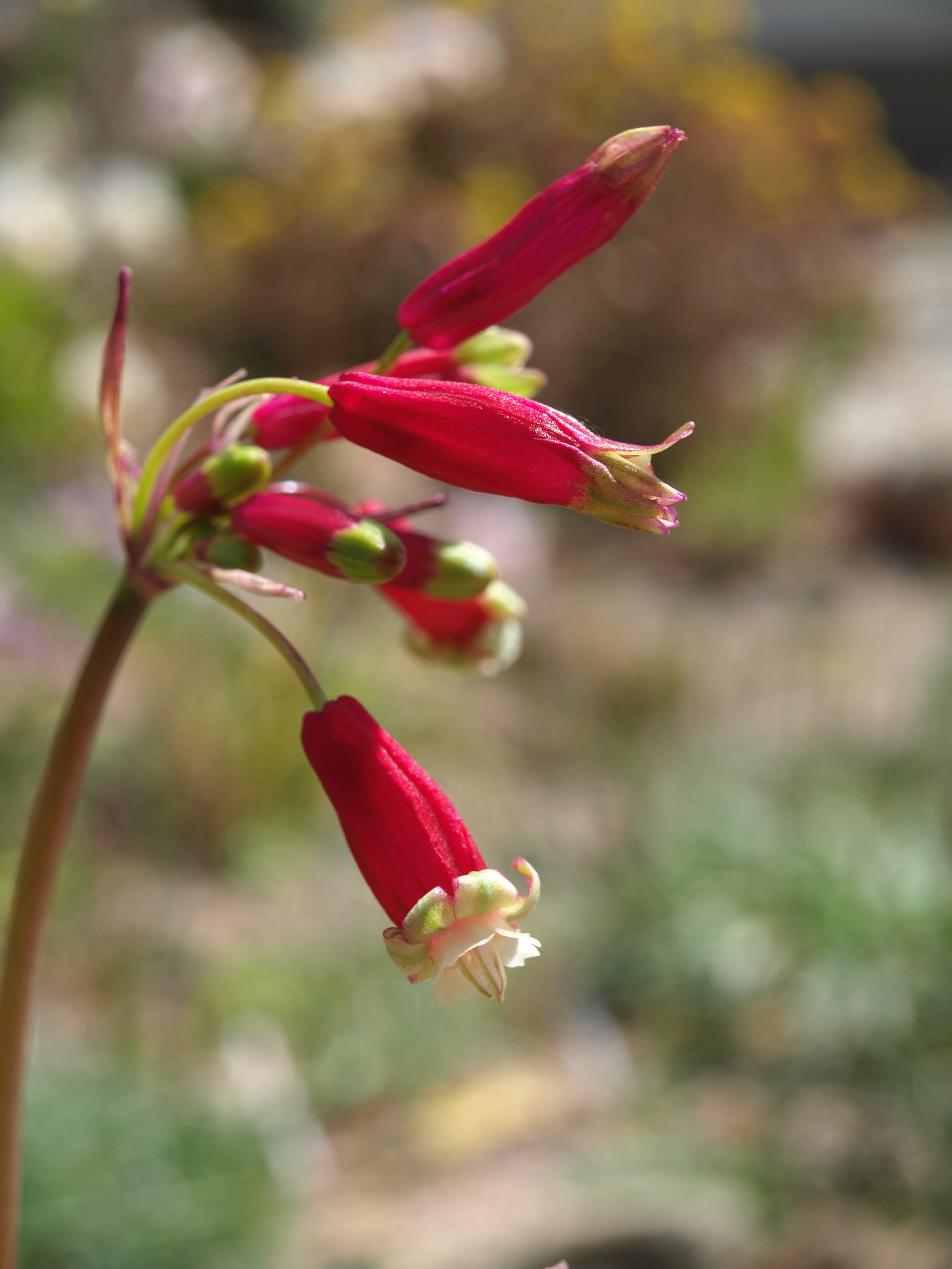 Dichelostemna ida-maia / Brodiaoideae / California