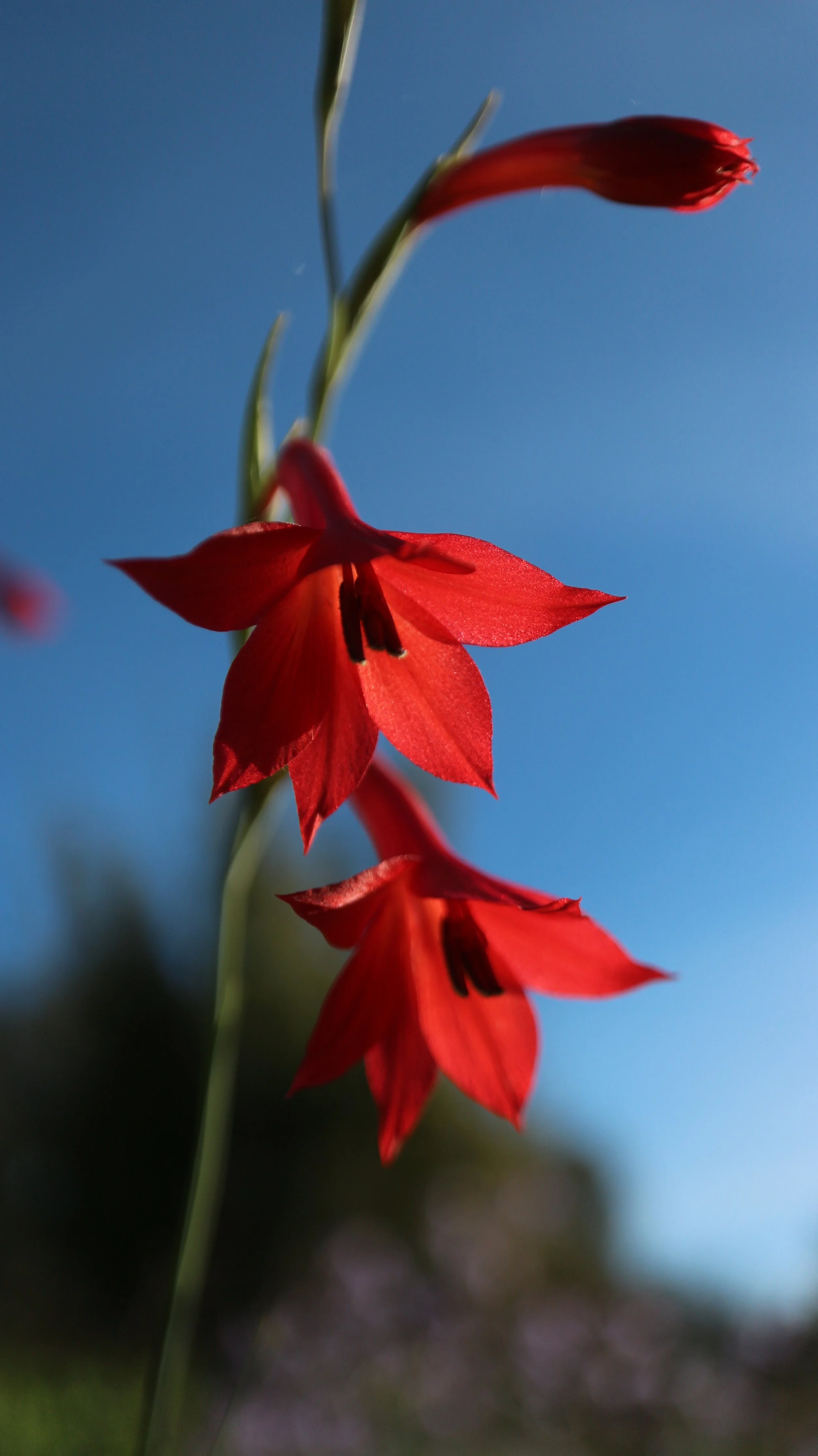 
Gladiolus priorii / Iridaceae / SW Cape, South Africa