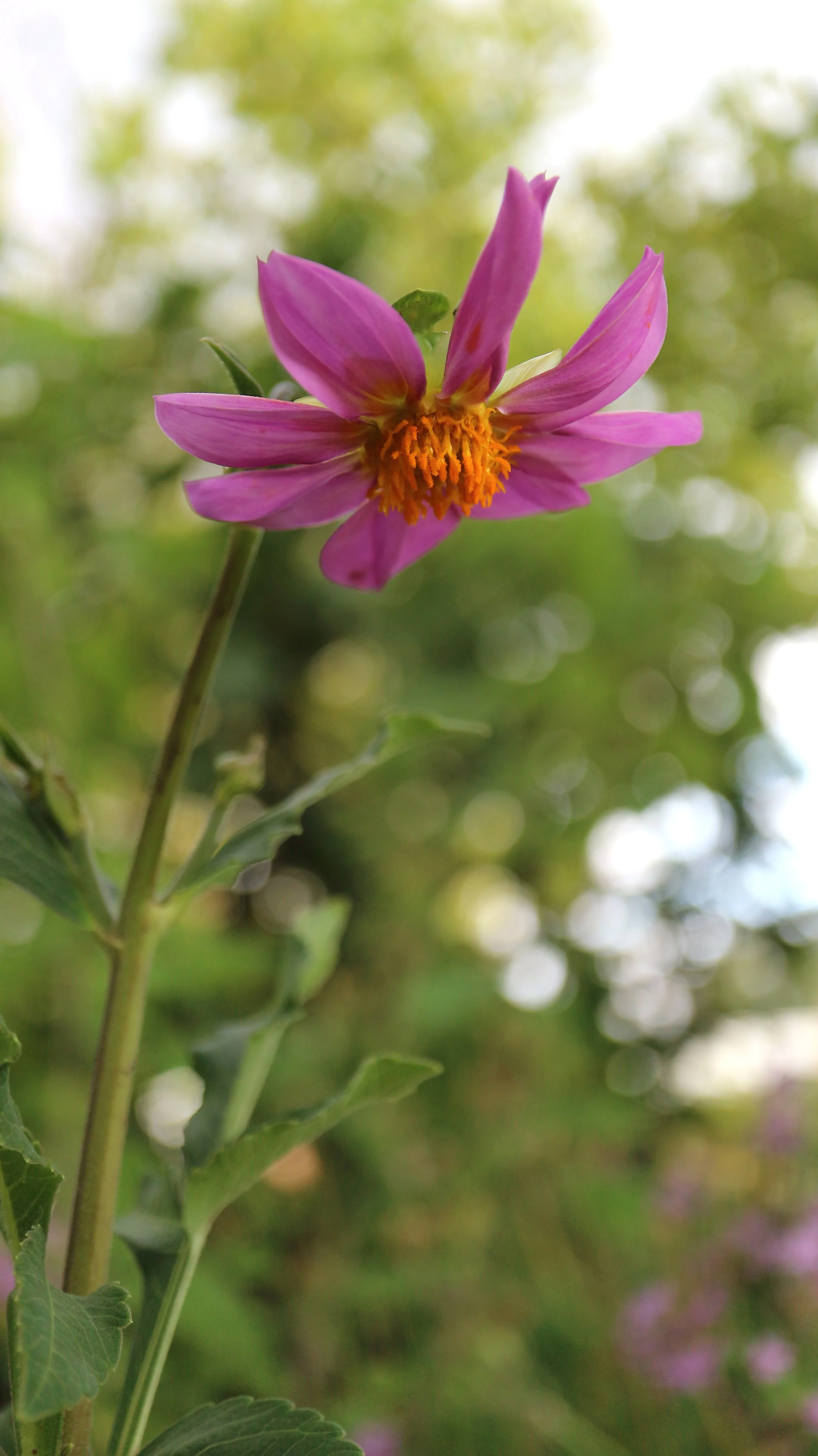 Dahlia sonneratii / Asteraceae / Andes, S America