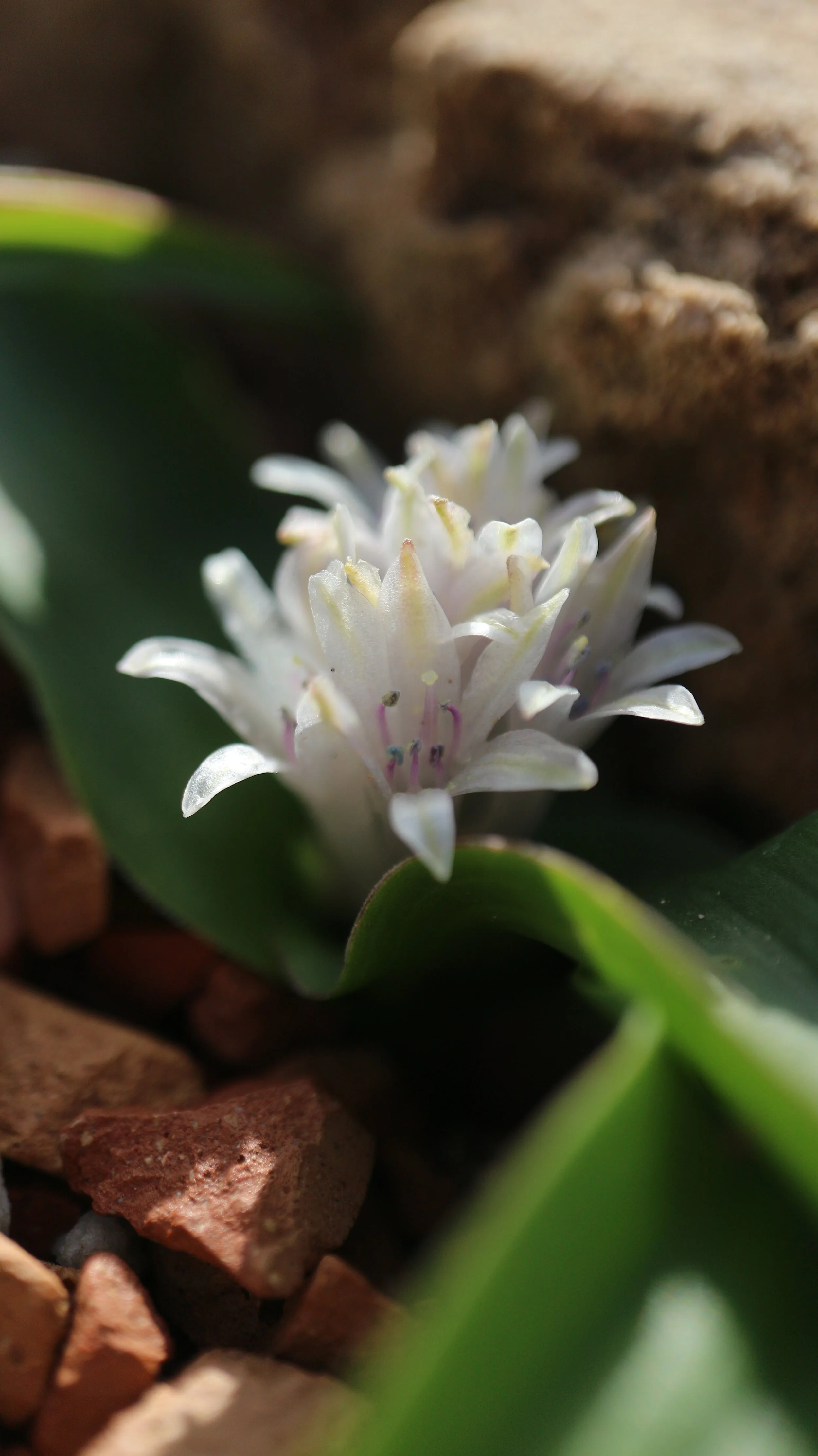 Lachenalia ensifolia - syn: Polyxena ensifolia / Scilloideae / SW Cape, South Africa