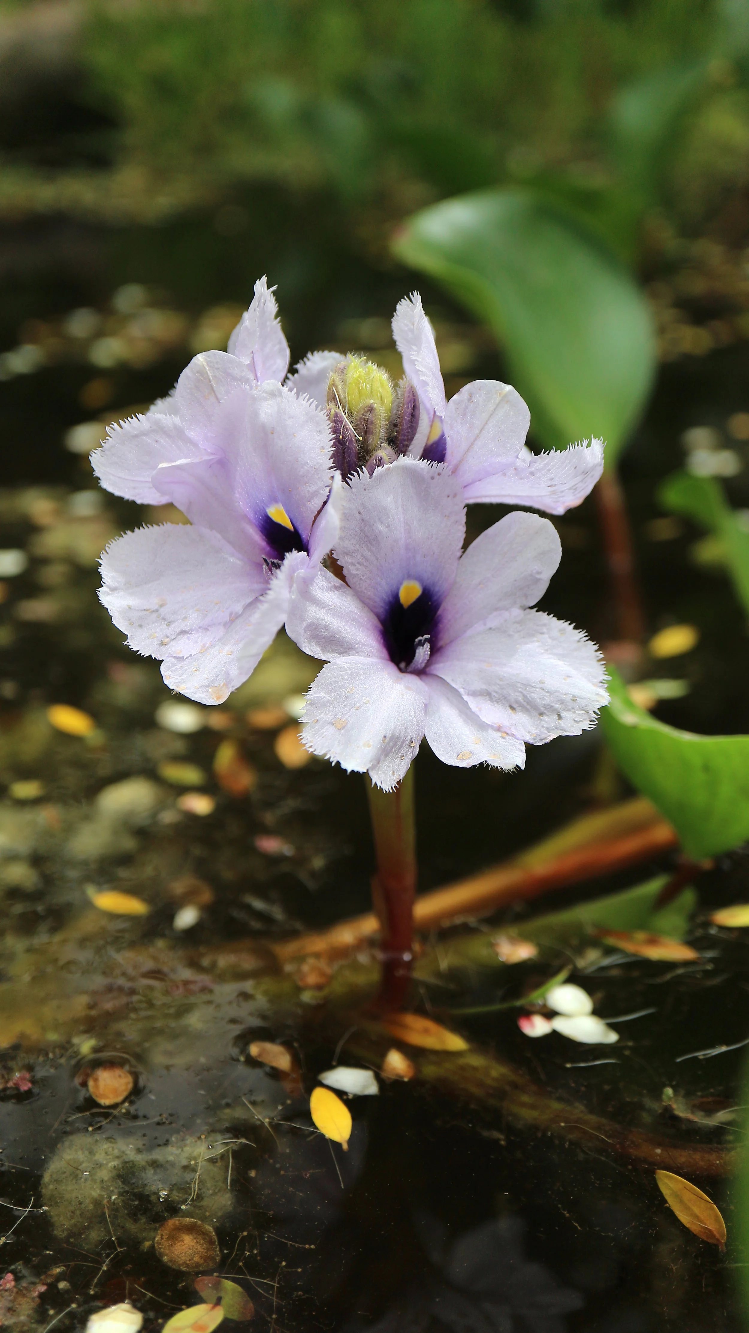 Eichhornia azurea / Pontederiaceae / South America