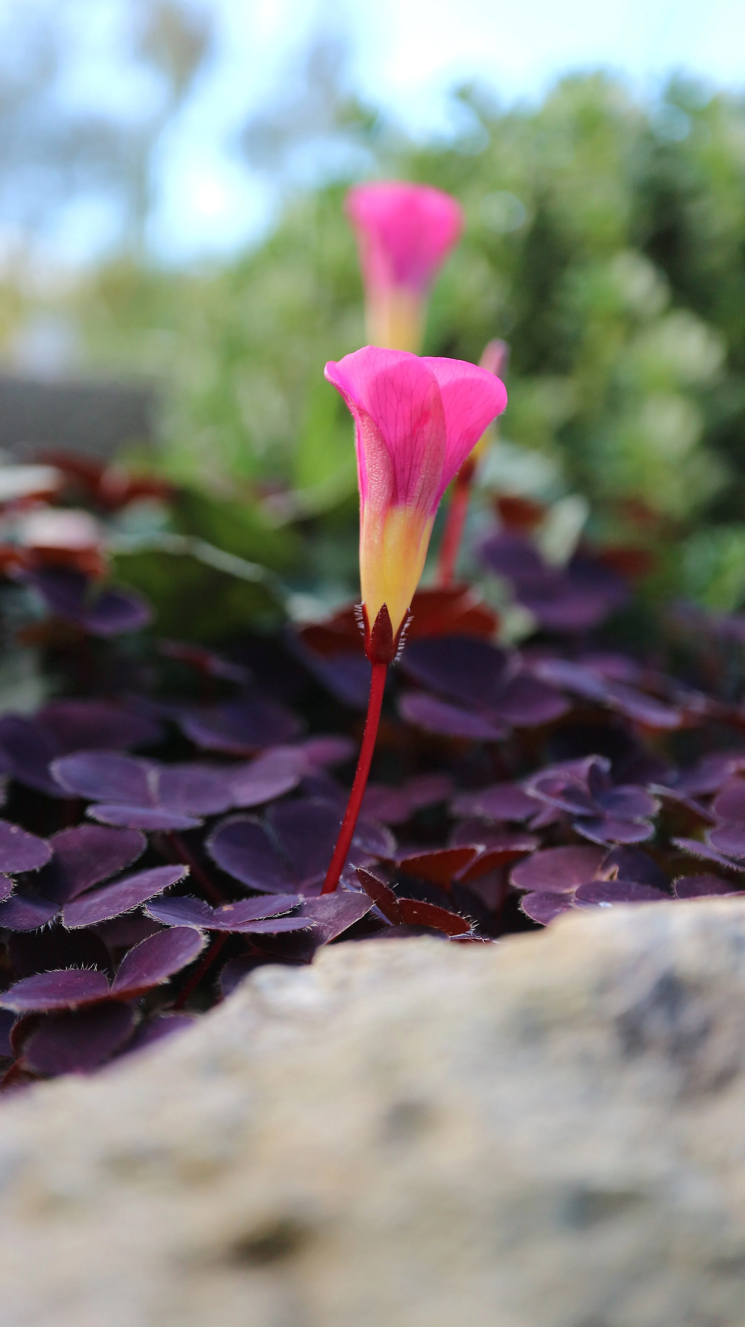 Oxalis purpurea 'Garnet' / Oxalidaceae / SW Cape, South Africa