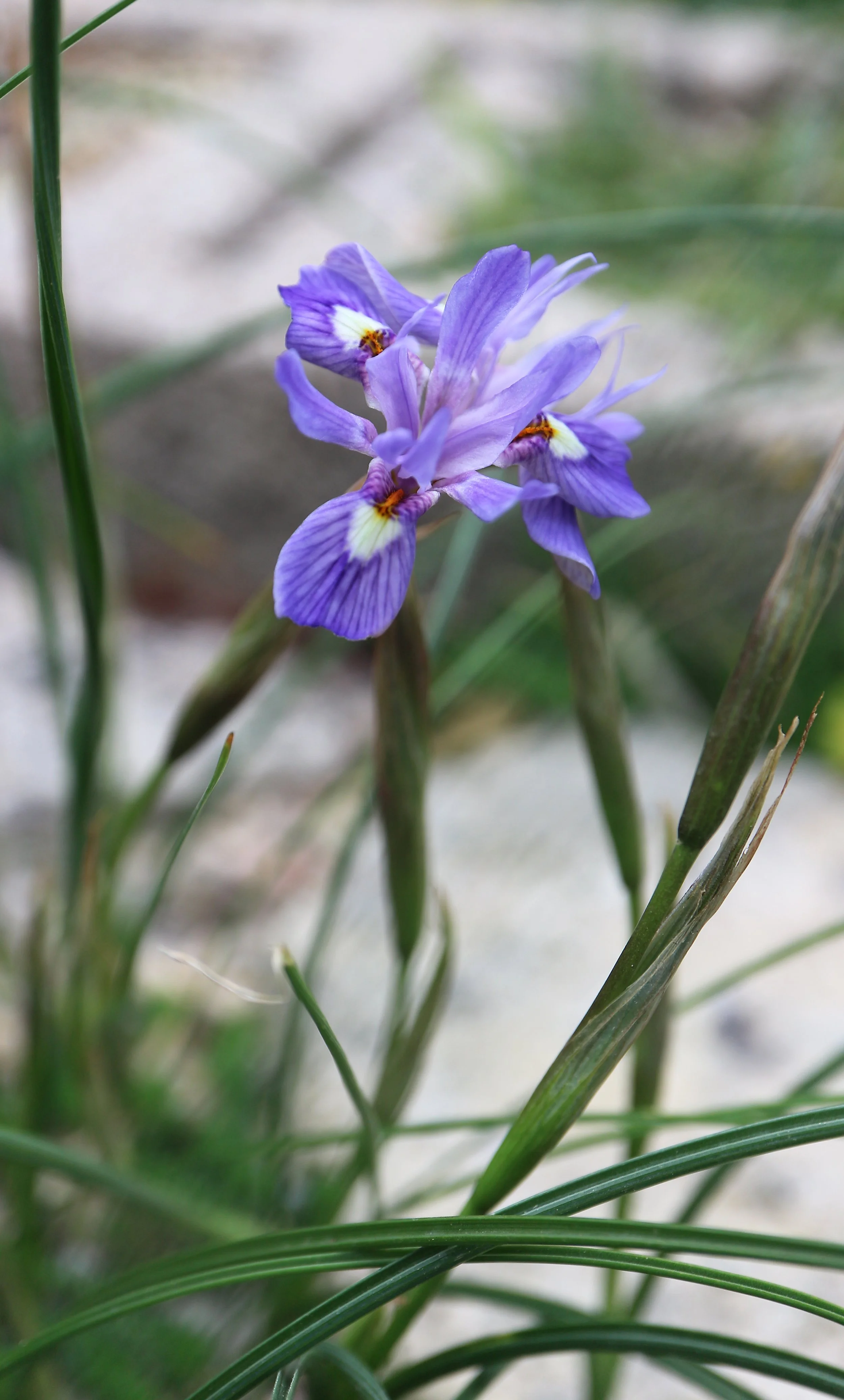Moraea mediterranea (ex Crete) / Iridaceae / E Mediterranean