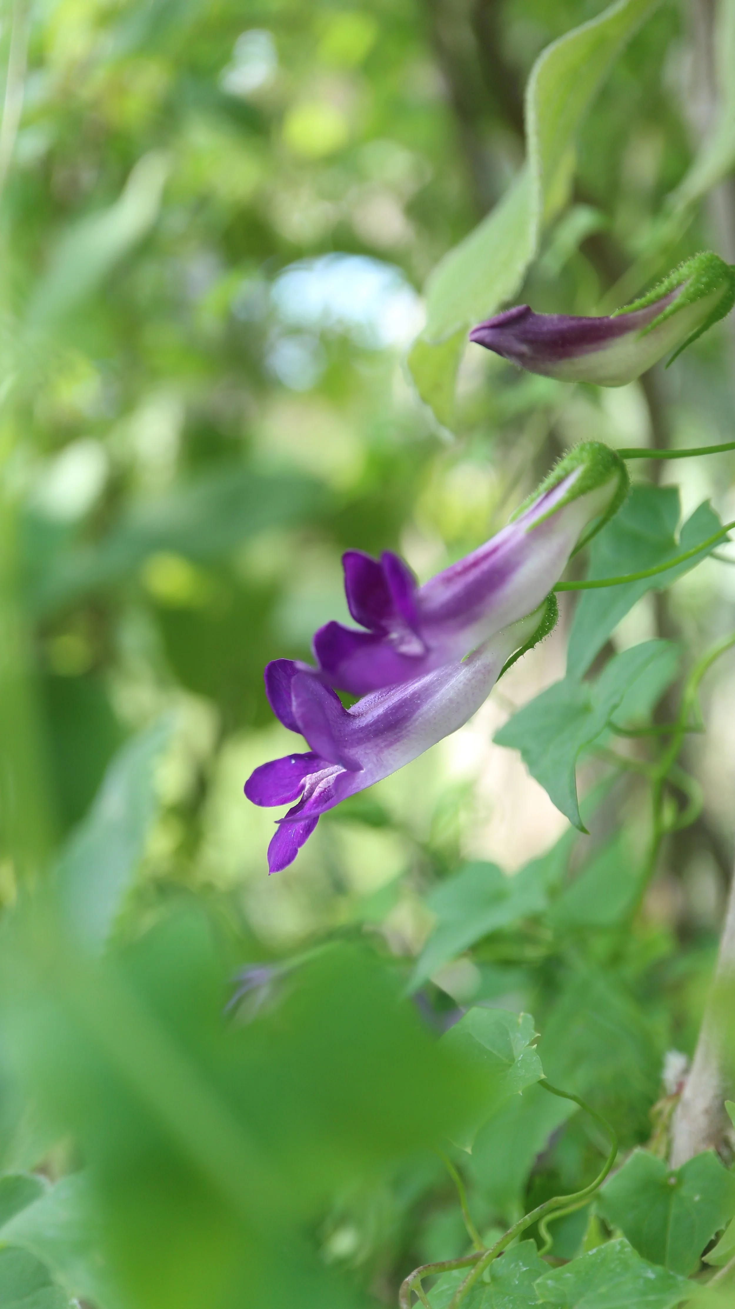 Maurandya scandens / Plantaginaceae / México