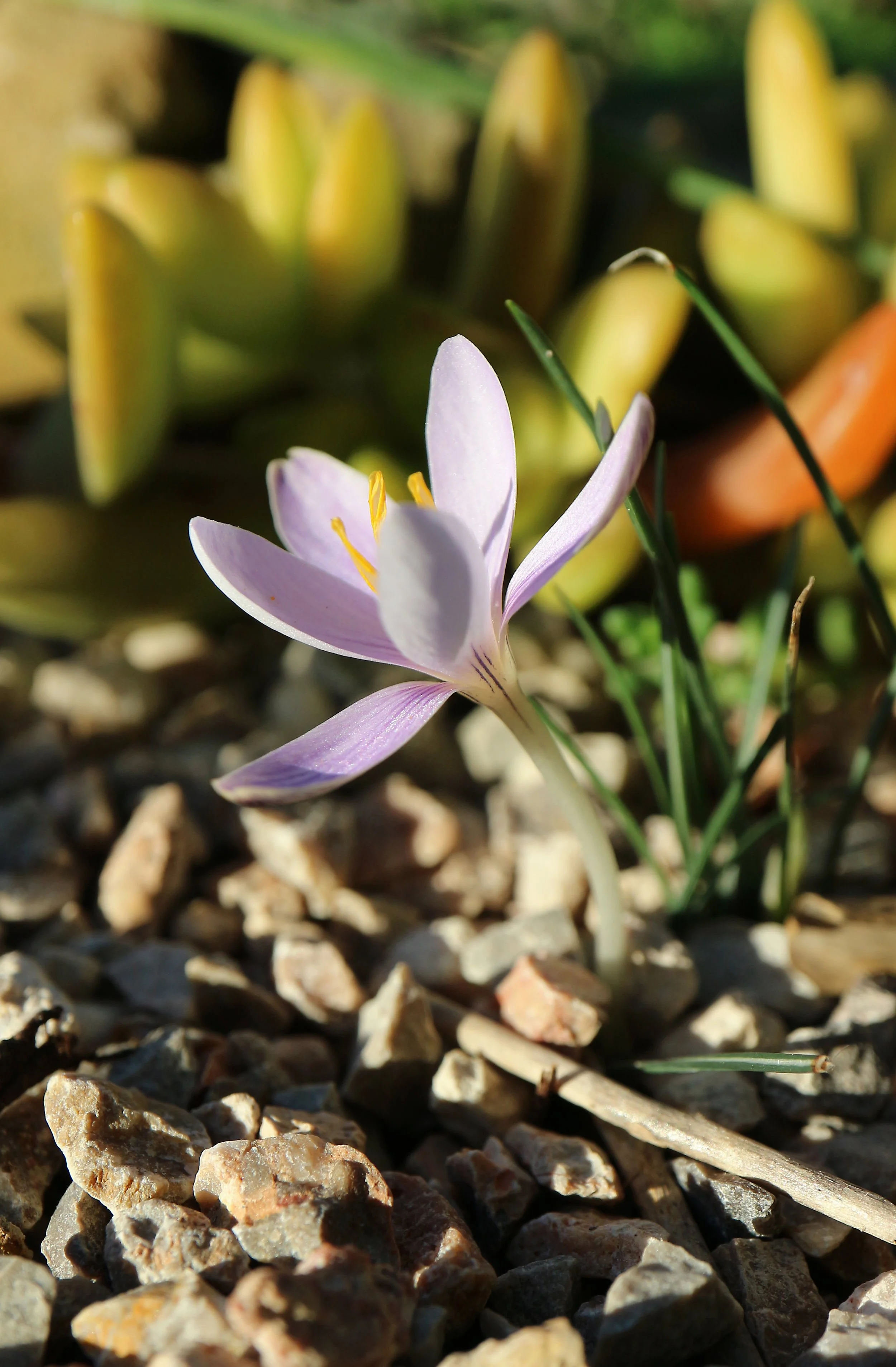 Crocus cambessedesii / Iridaceae / Mallorca, Menorca and Cabrera Islands