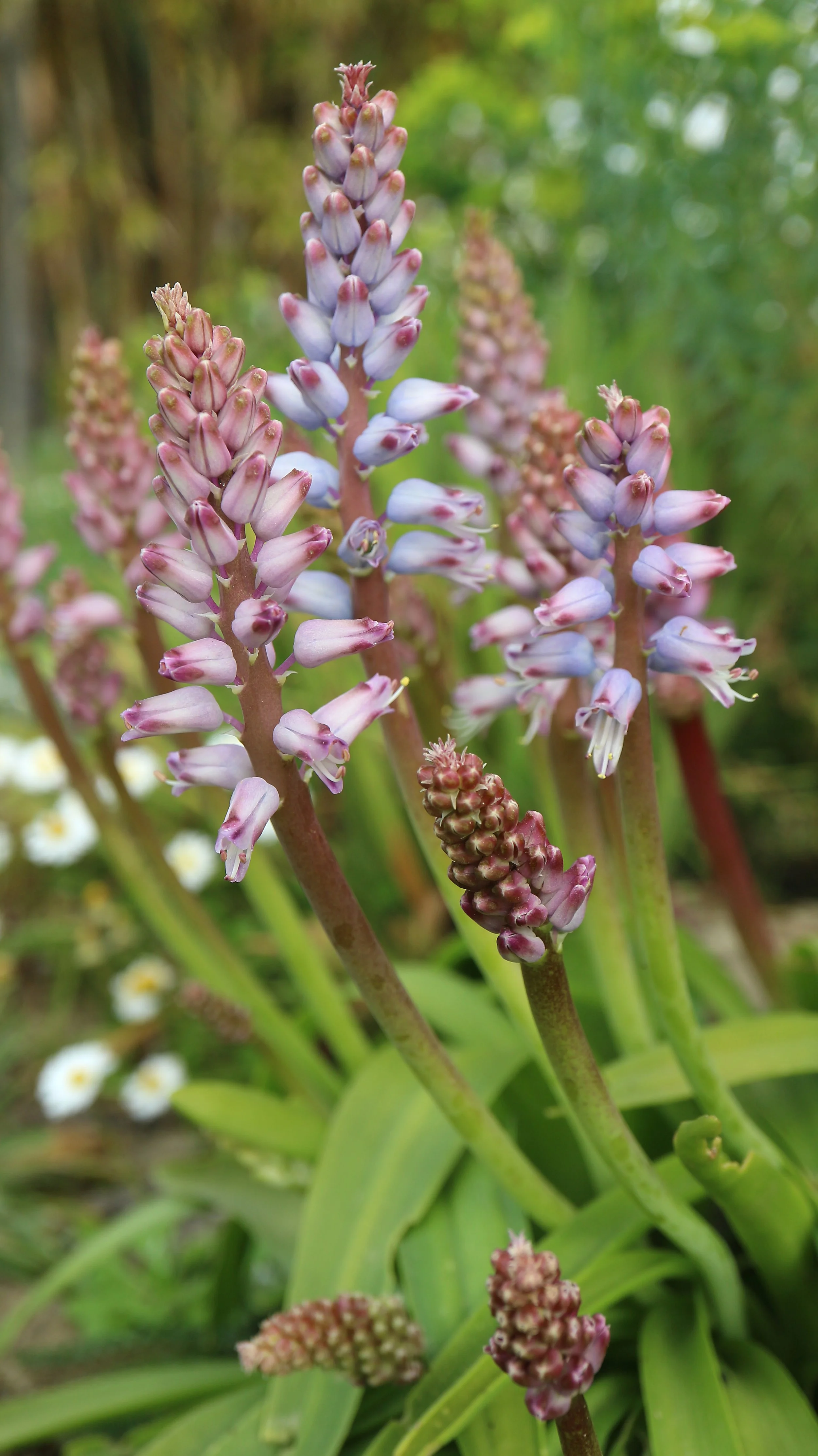 Lachenalia purpureo-coerulea / Scilloideae / SW Cape, South Africa