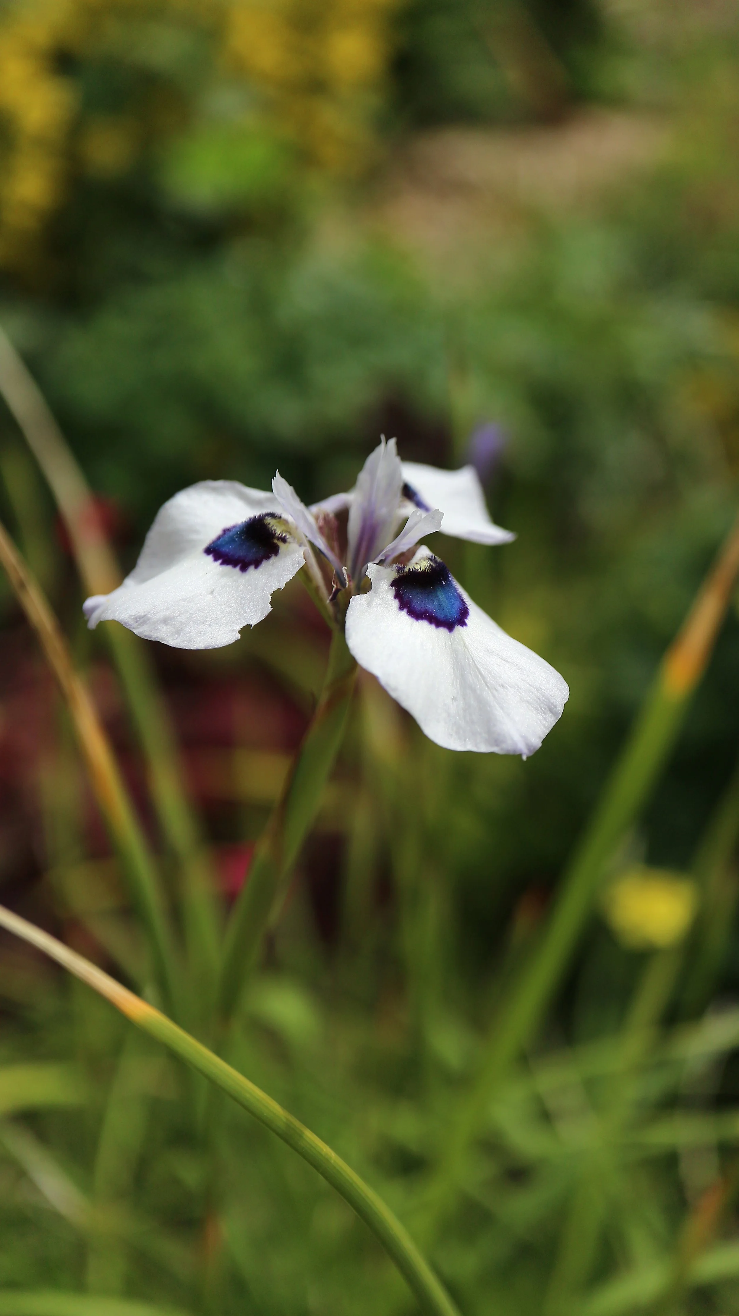 Moraea aristata / Iridaceae / SW Cape, South Africa